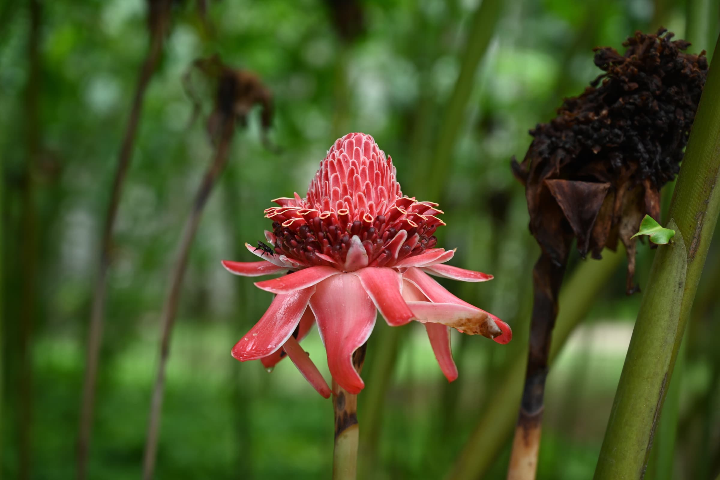 A pink tropical flower at the Jardim Botânico do Rio de Janeiro.