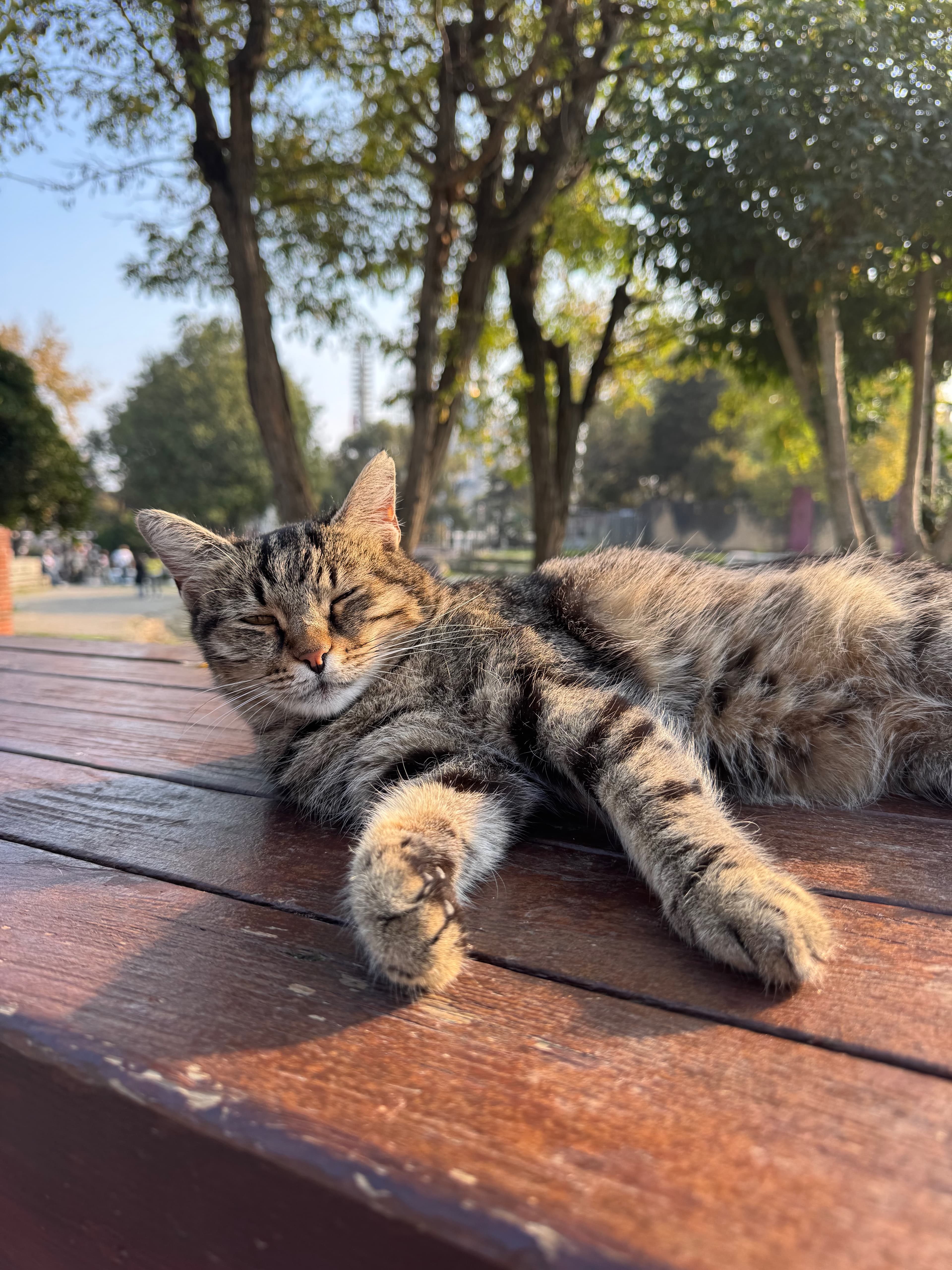 Tabby