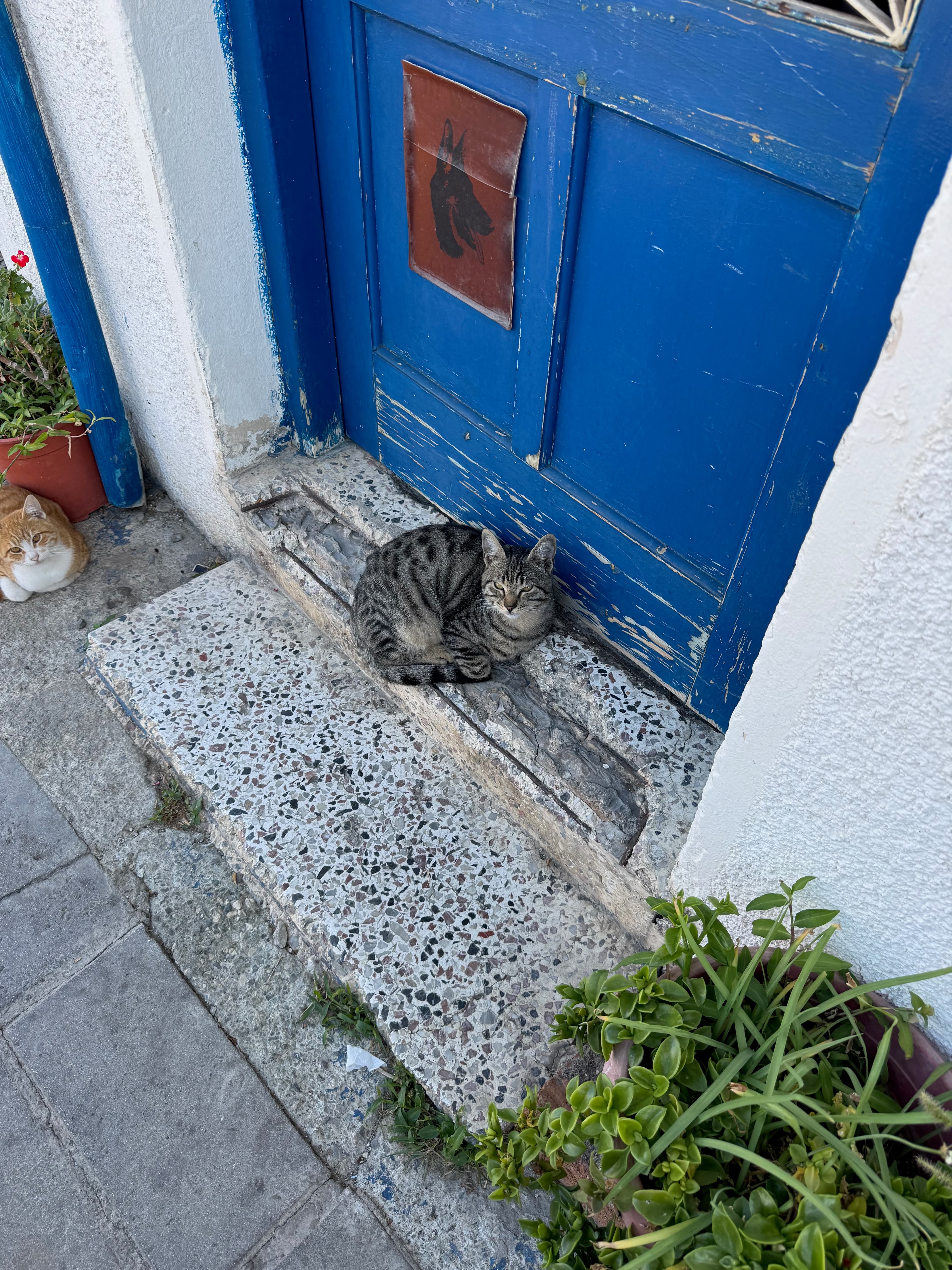 Tabby