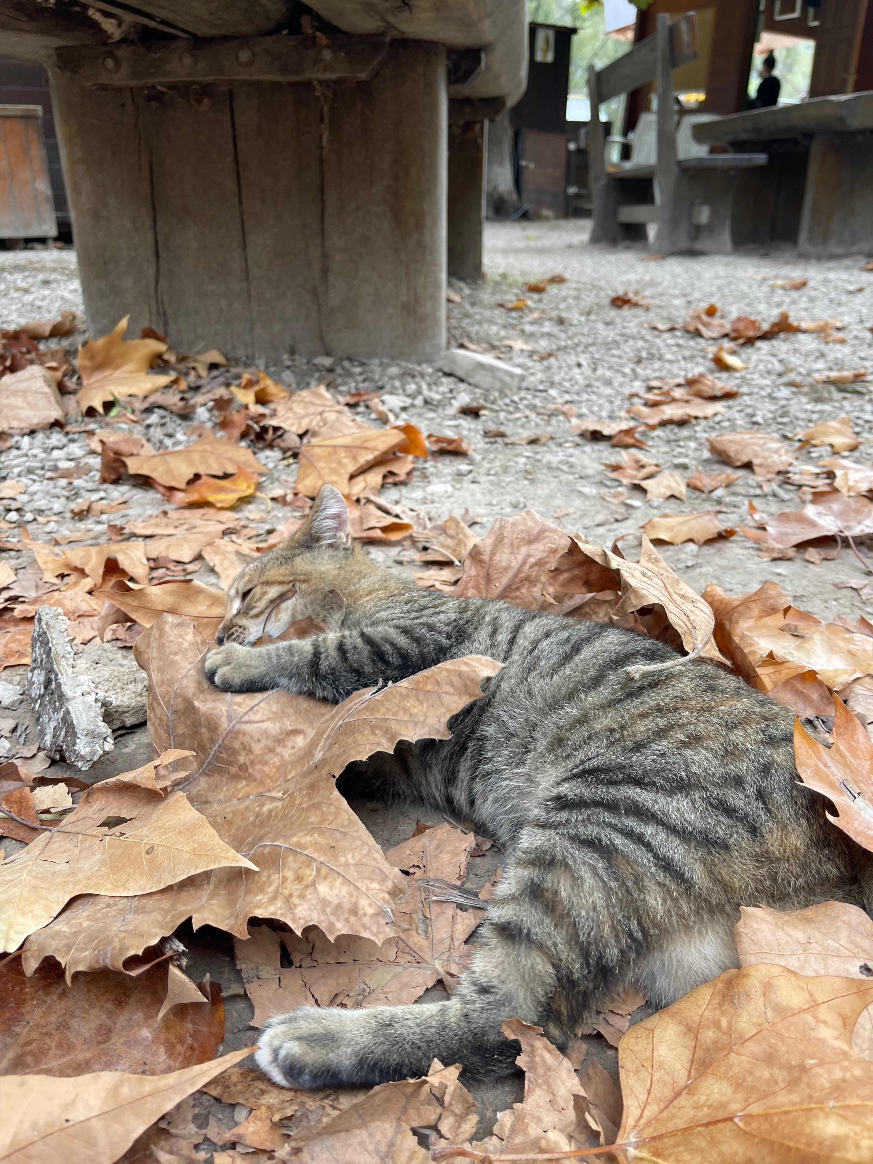 Krka kitten