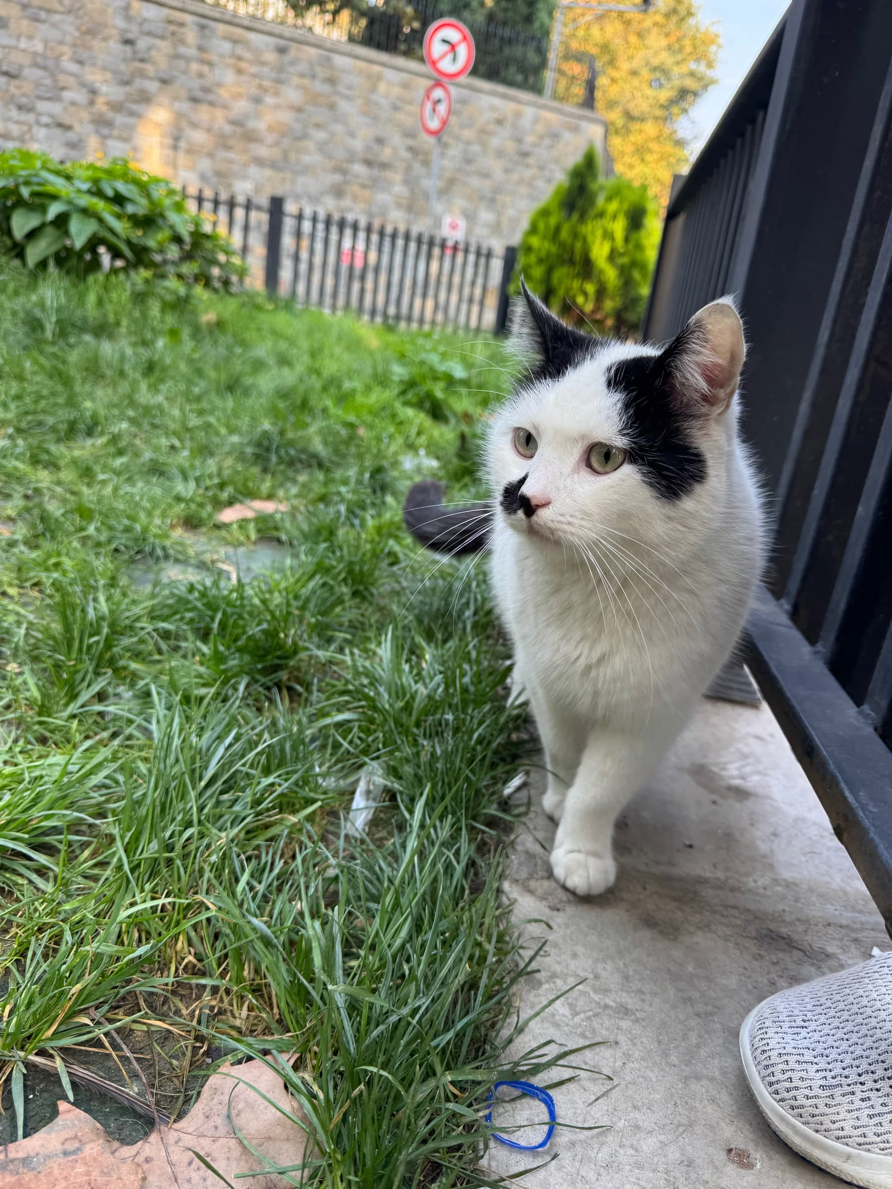 Tuxedo cat