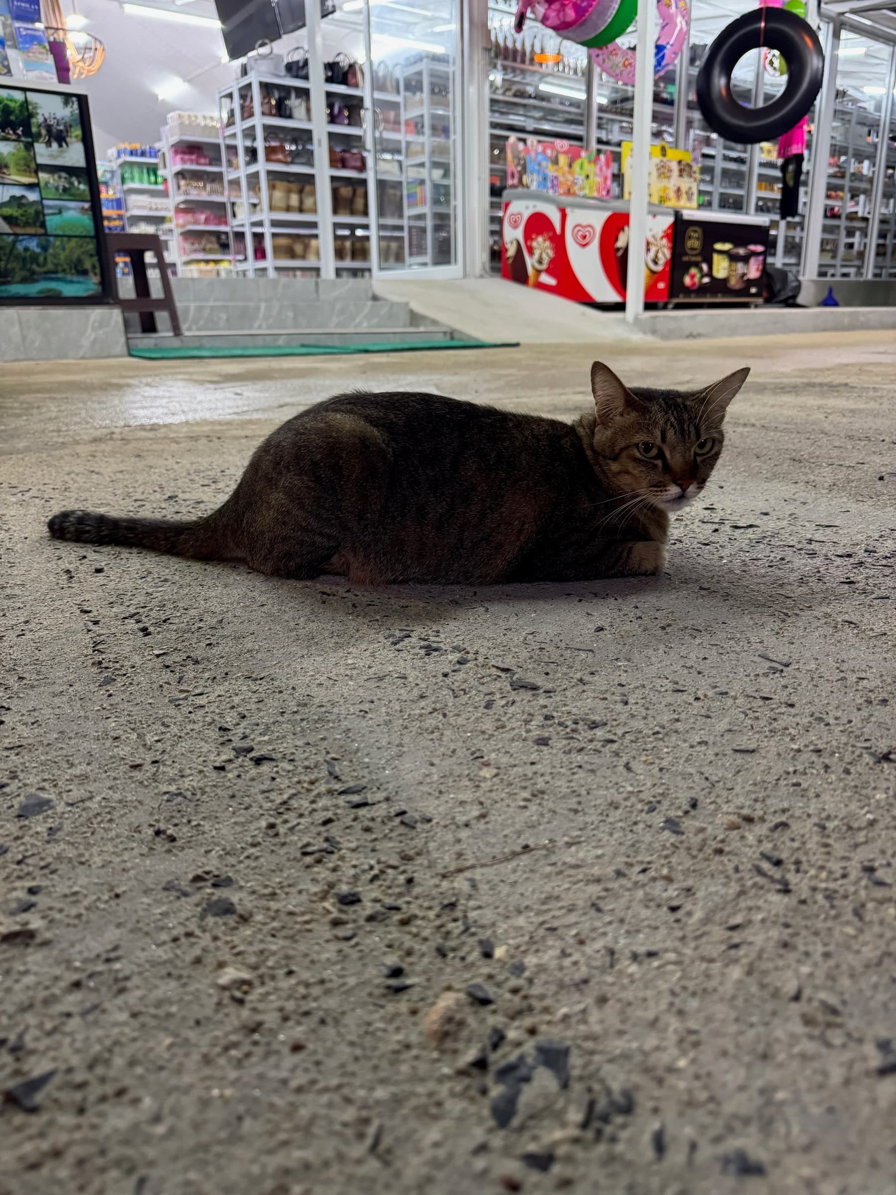 Brown cat