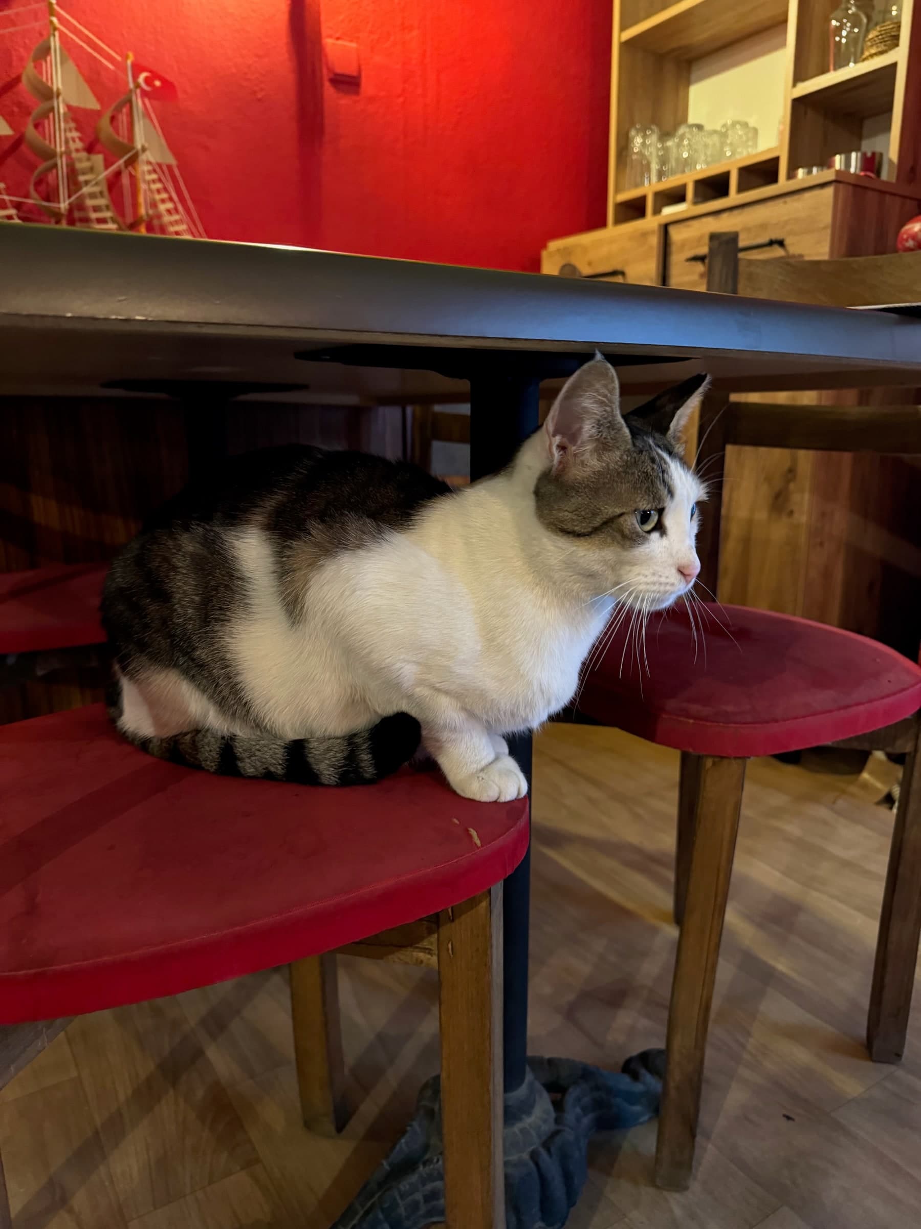 Tabby-and-white restaurant cat