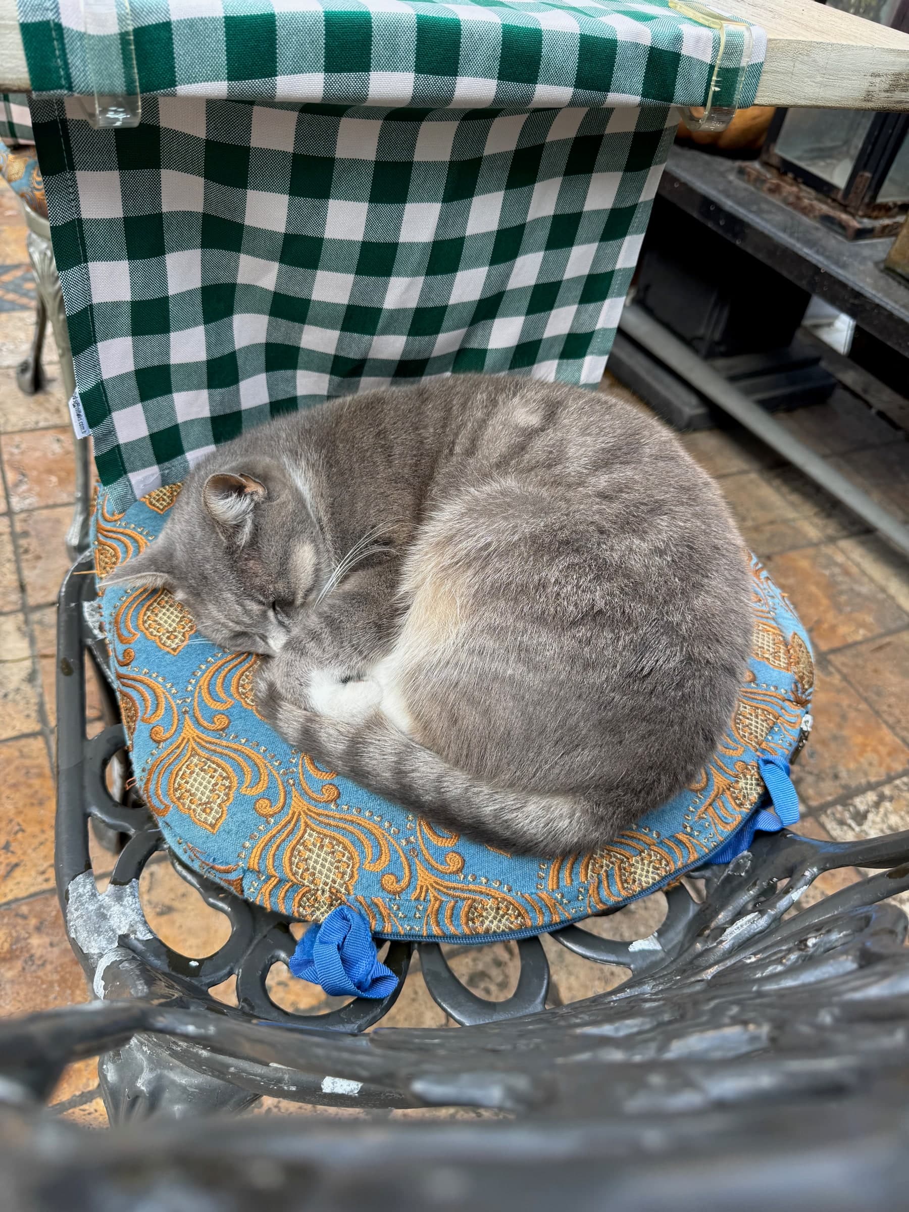 Gray cat