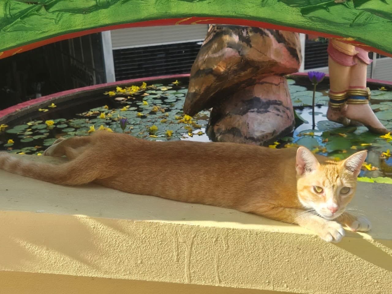 Orange tabby