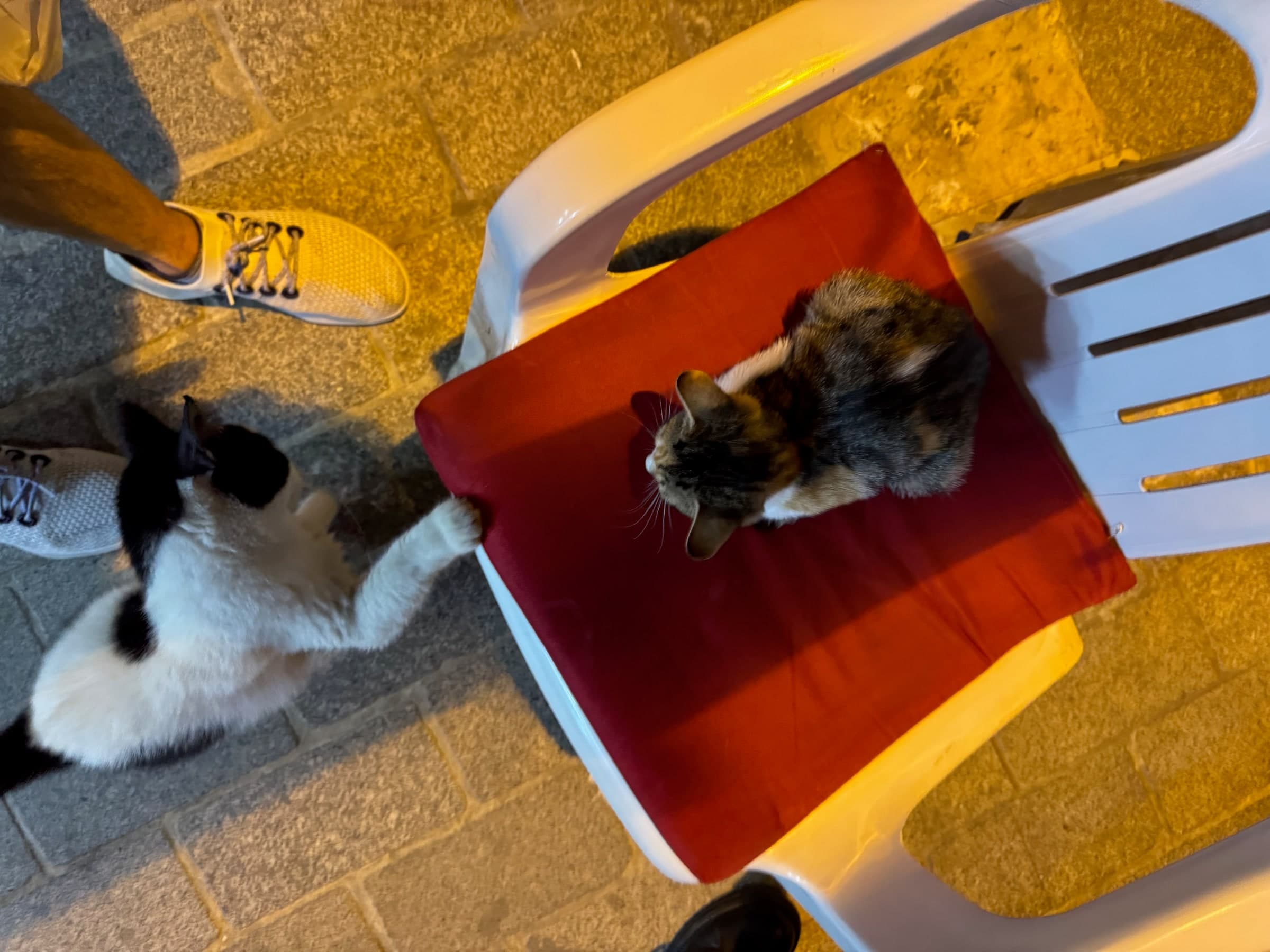 Cats