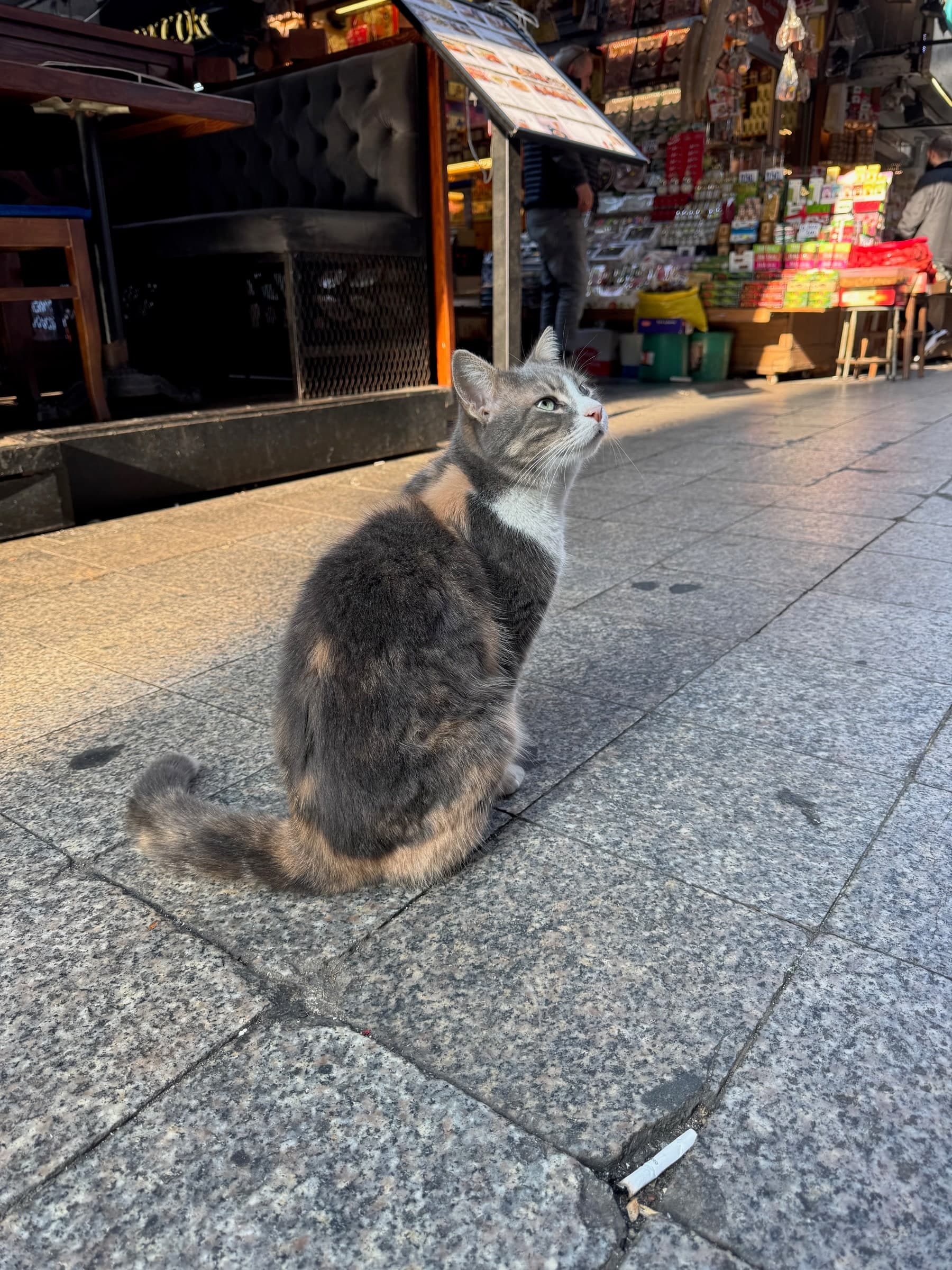 Gray tabby