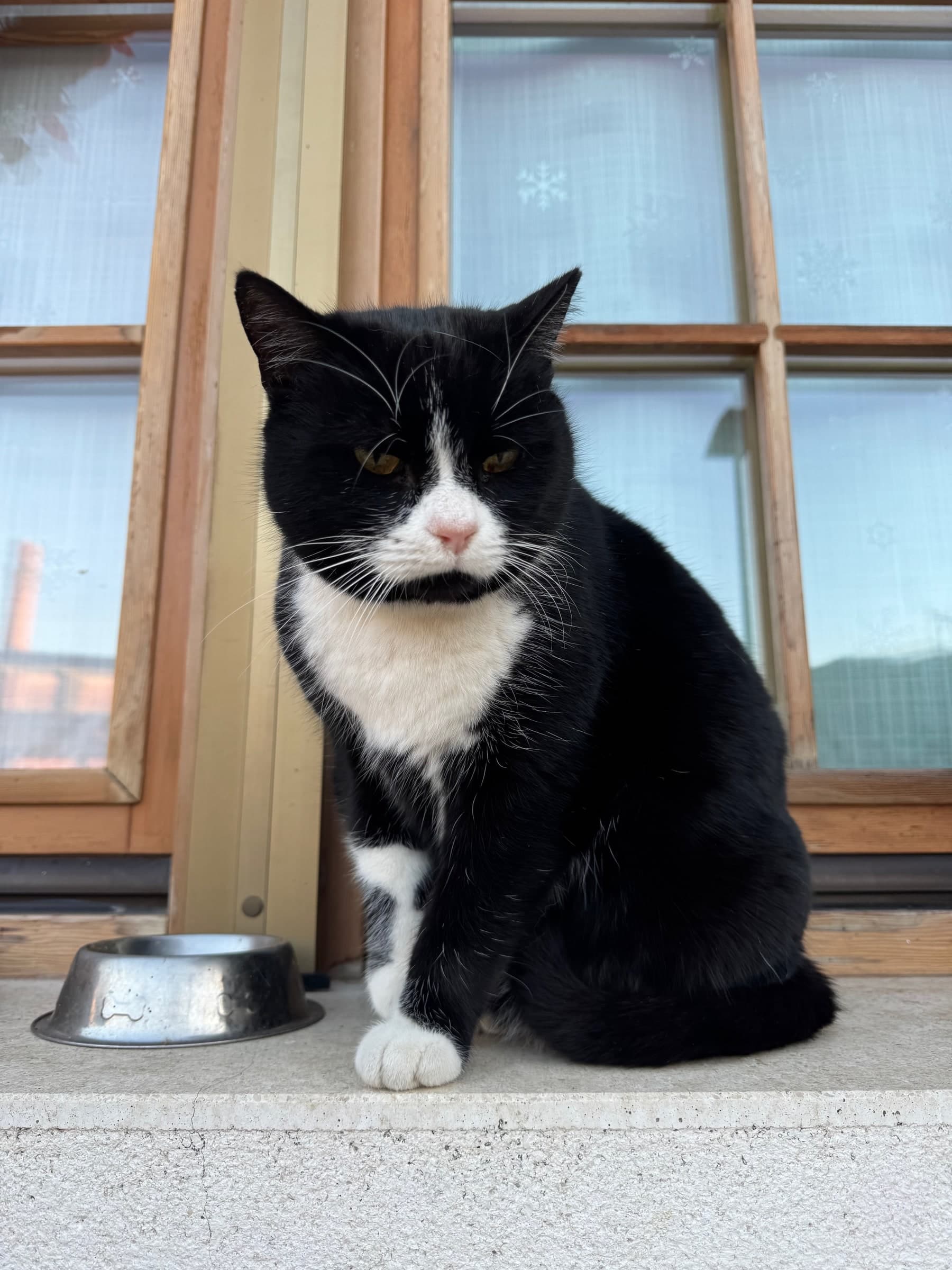 Tuxedo cat