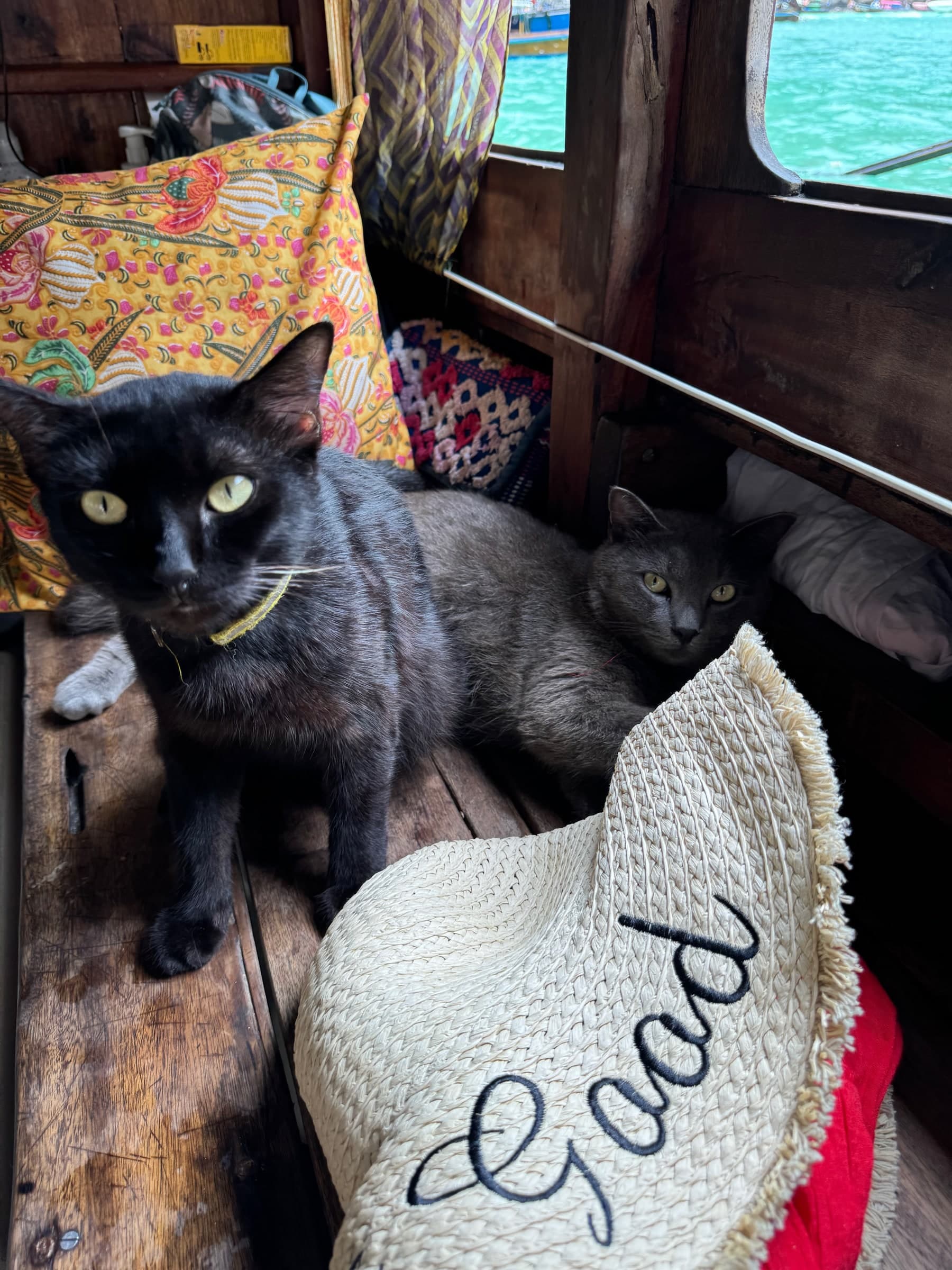Black cats