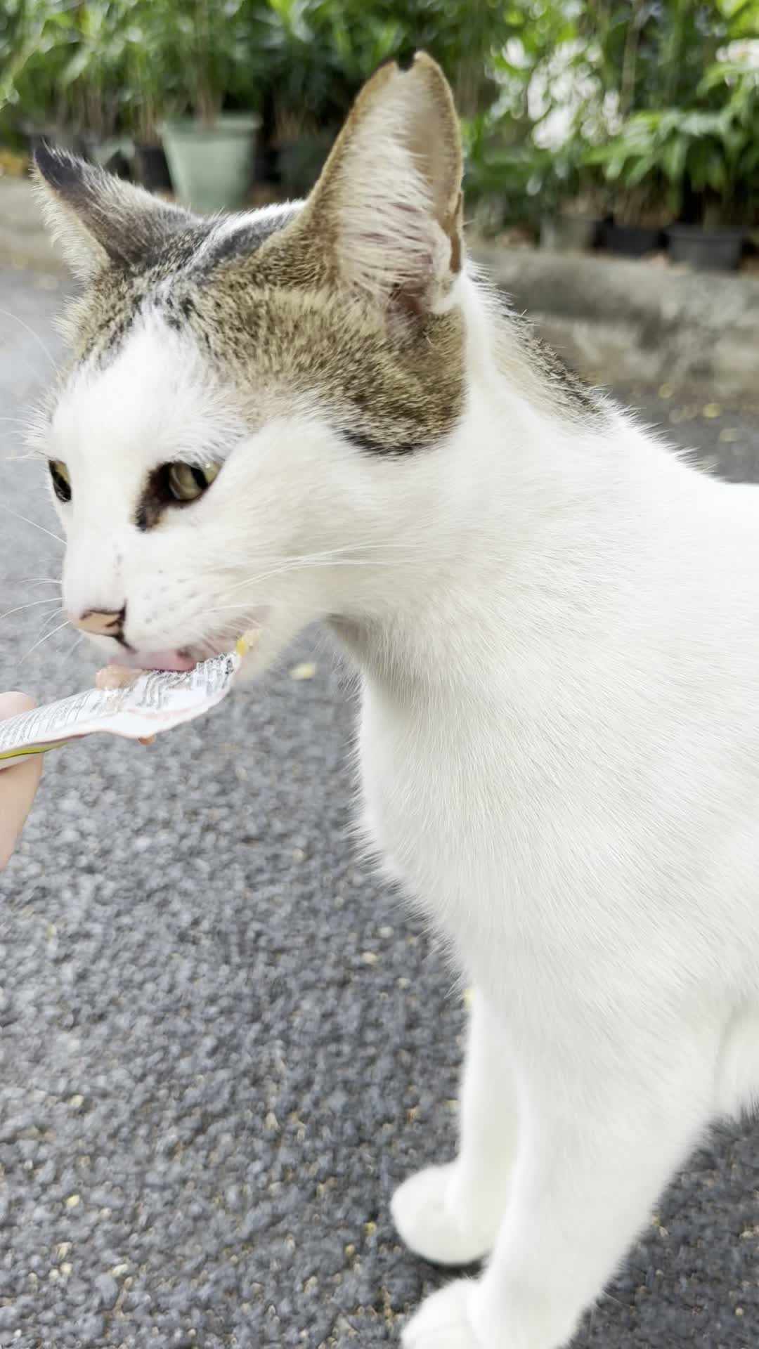 White cat