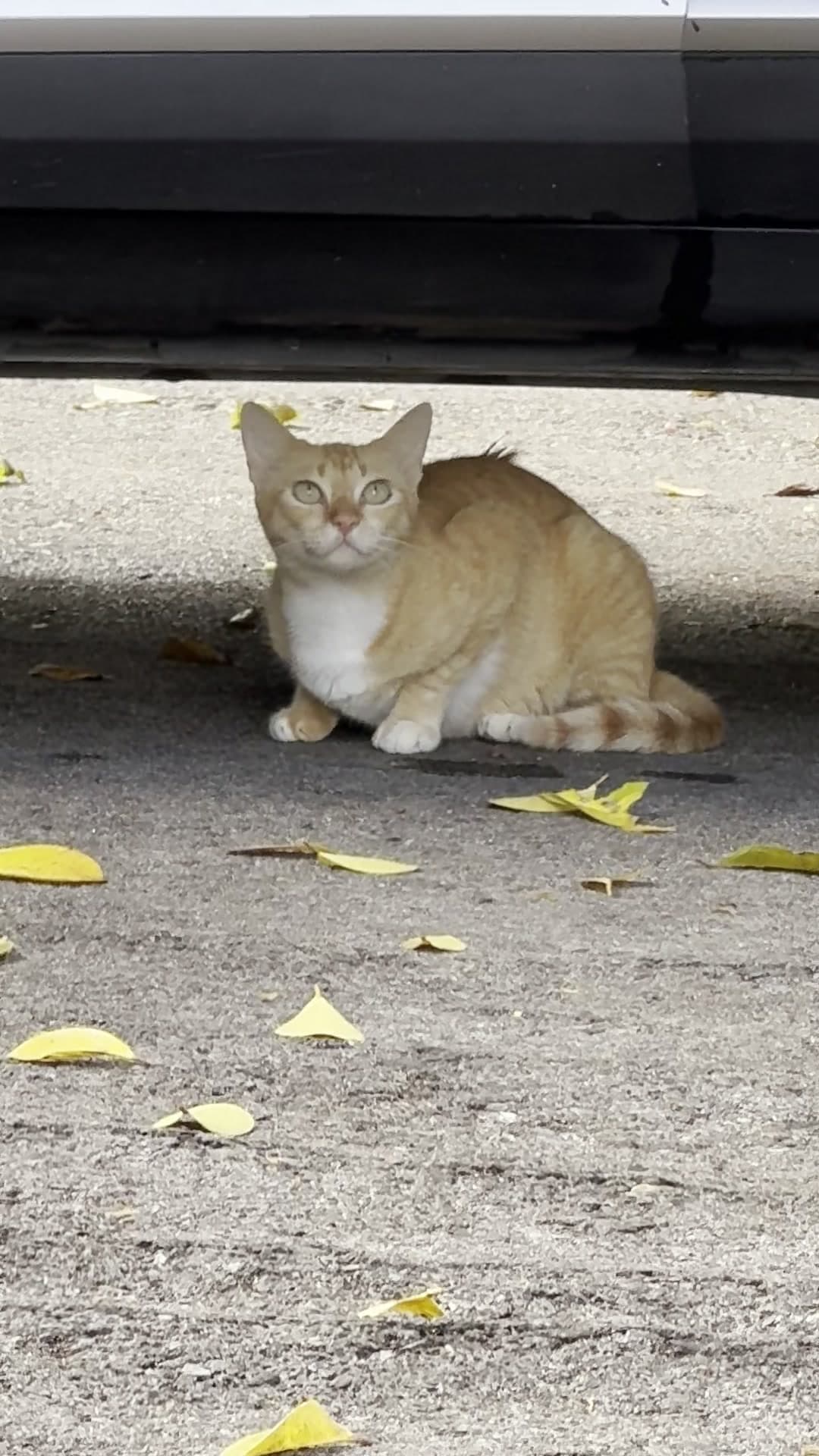 Orange cat