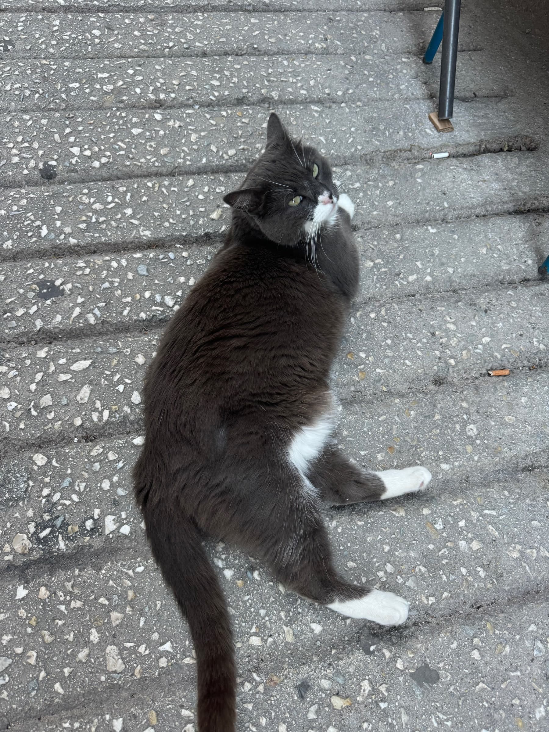 Gray cat