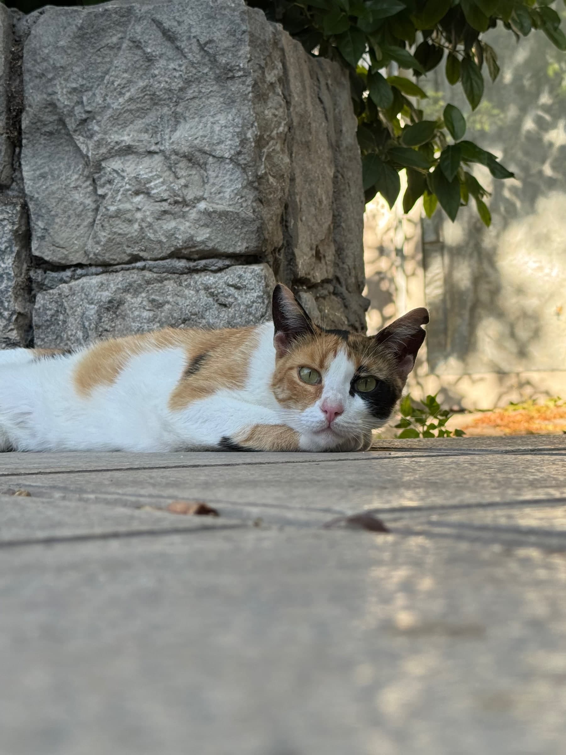 Orange tabby