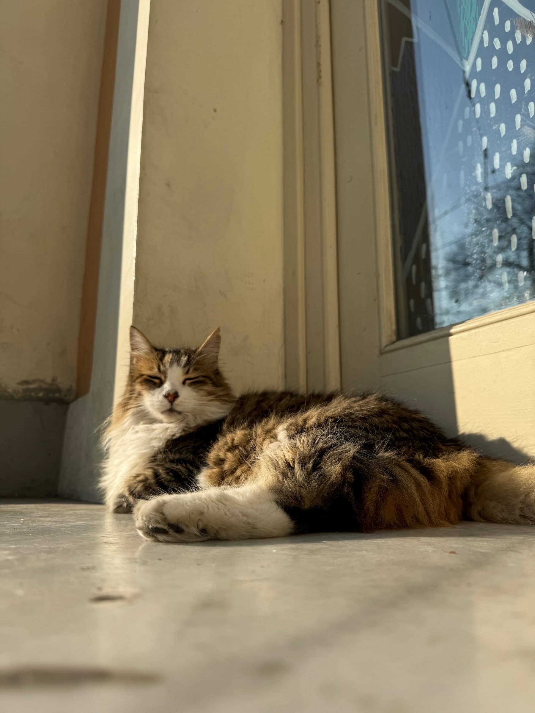 Tabby