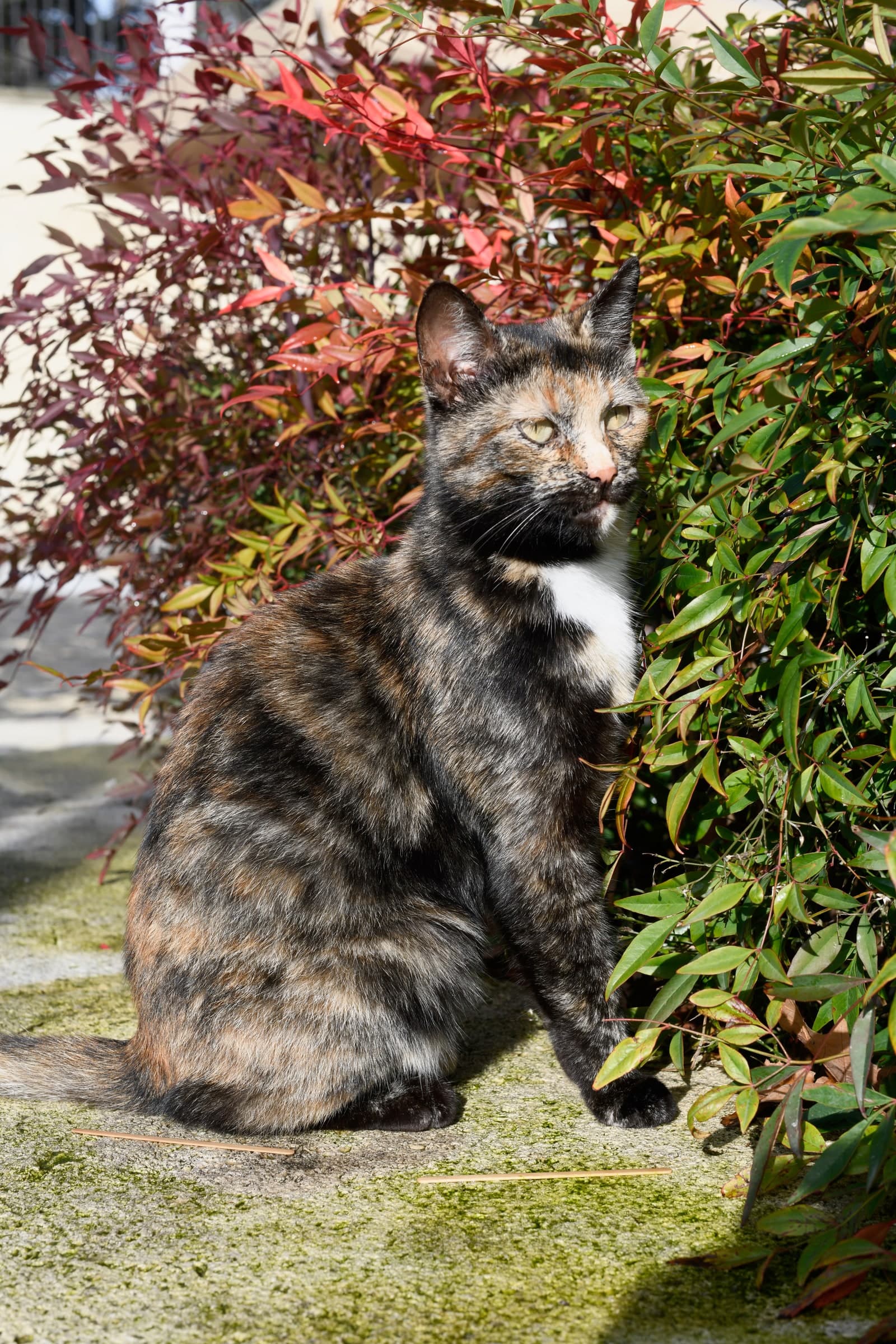 Tortoiseshell
