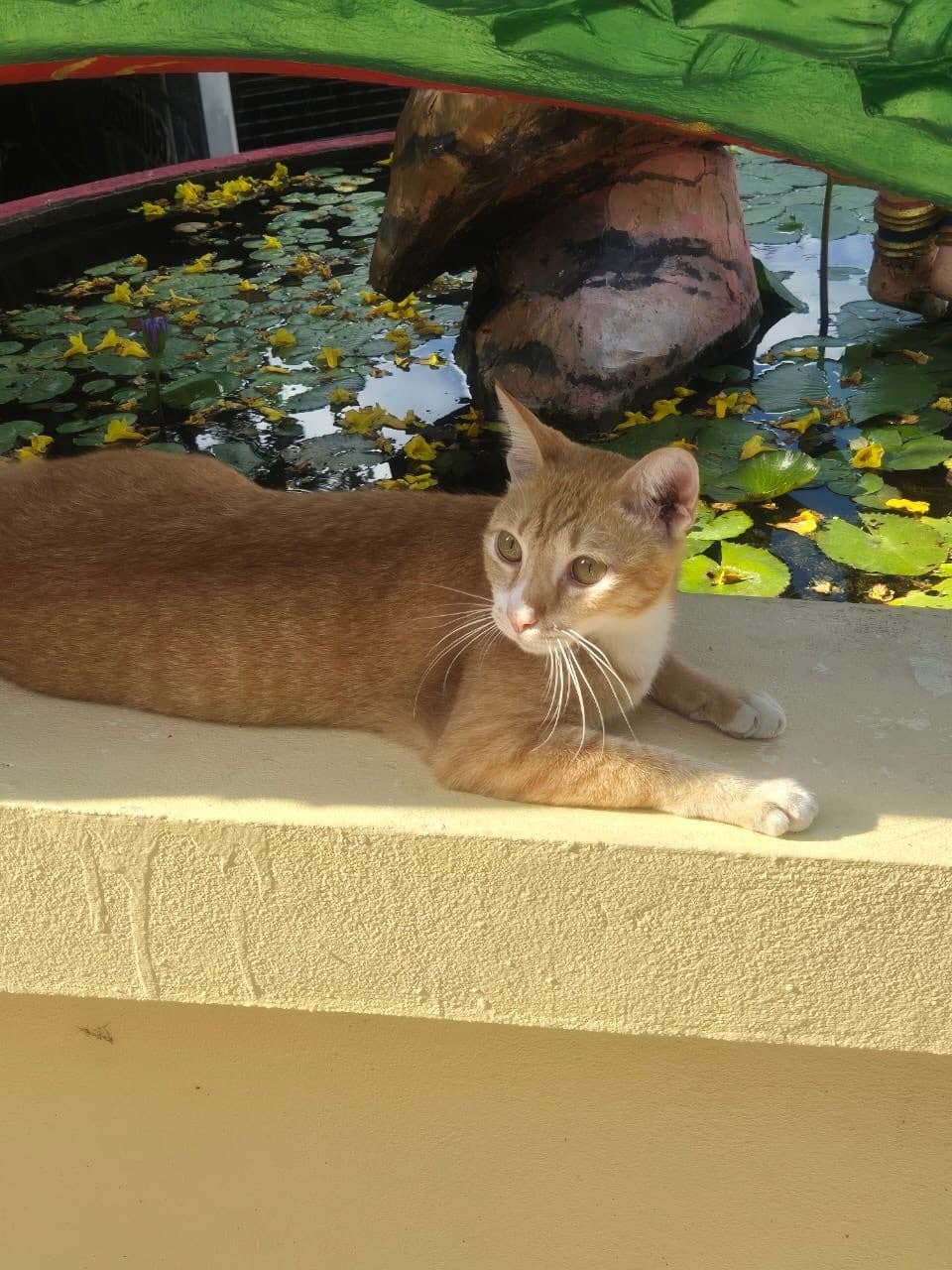 Orange tabby