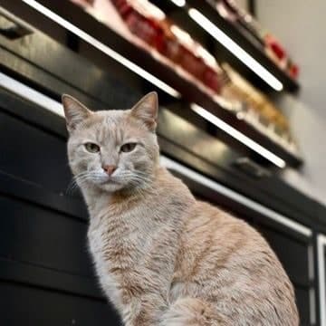 Orange tabby