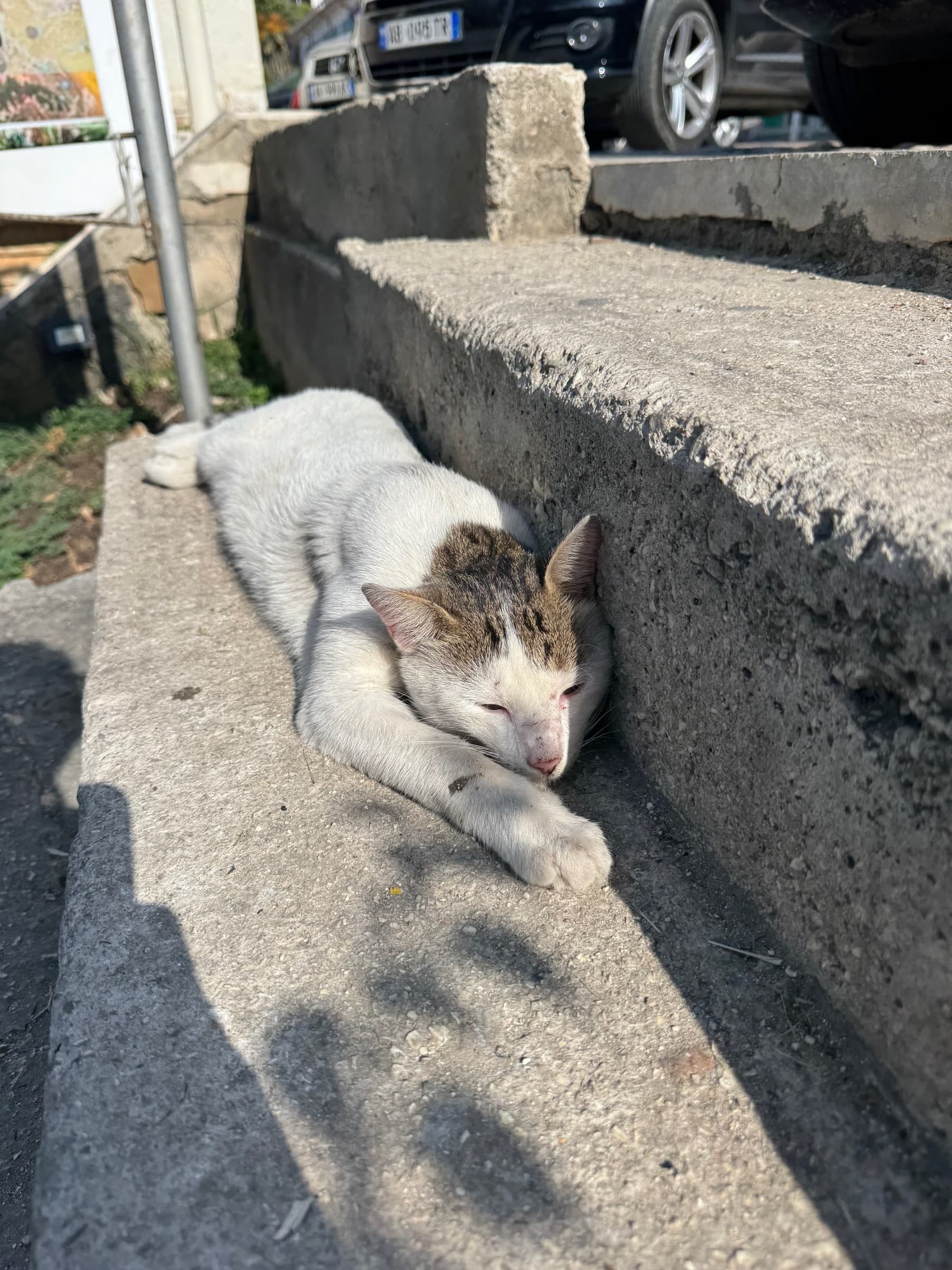Calico
