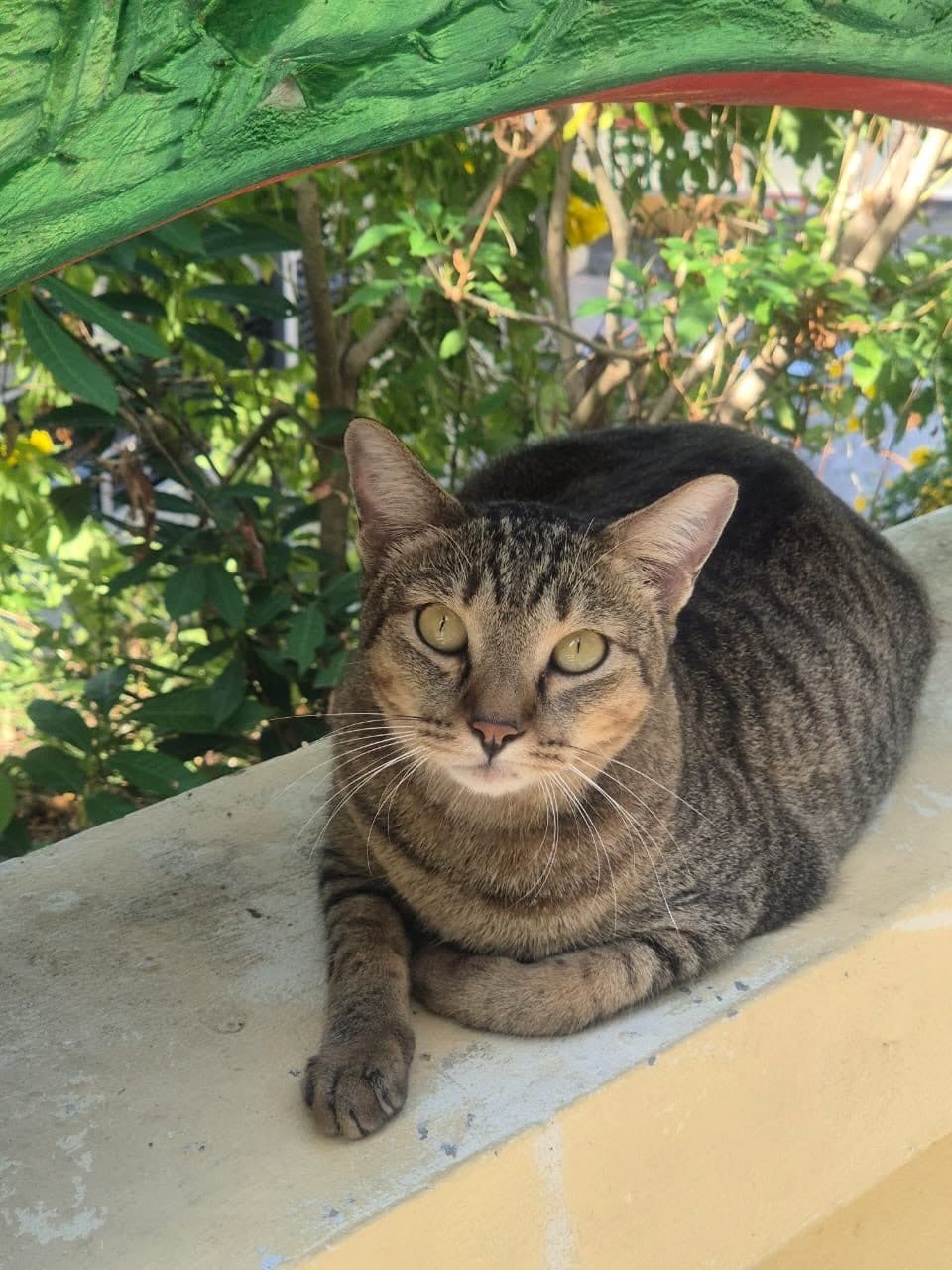 Tabby