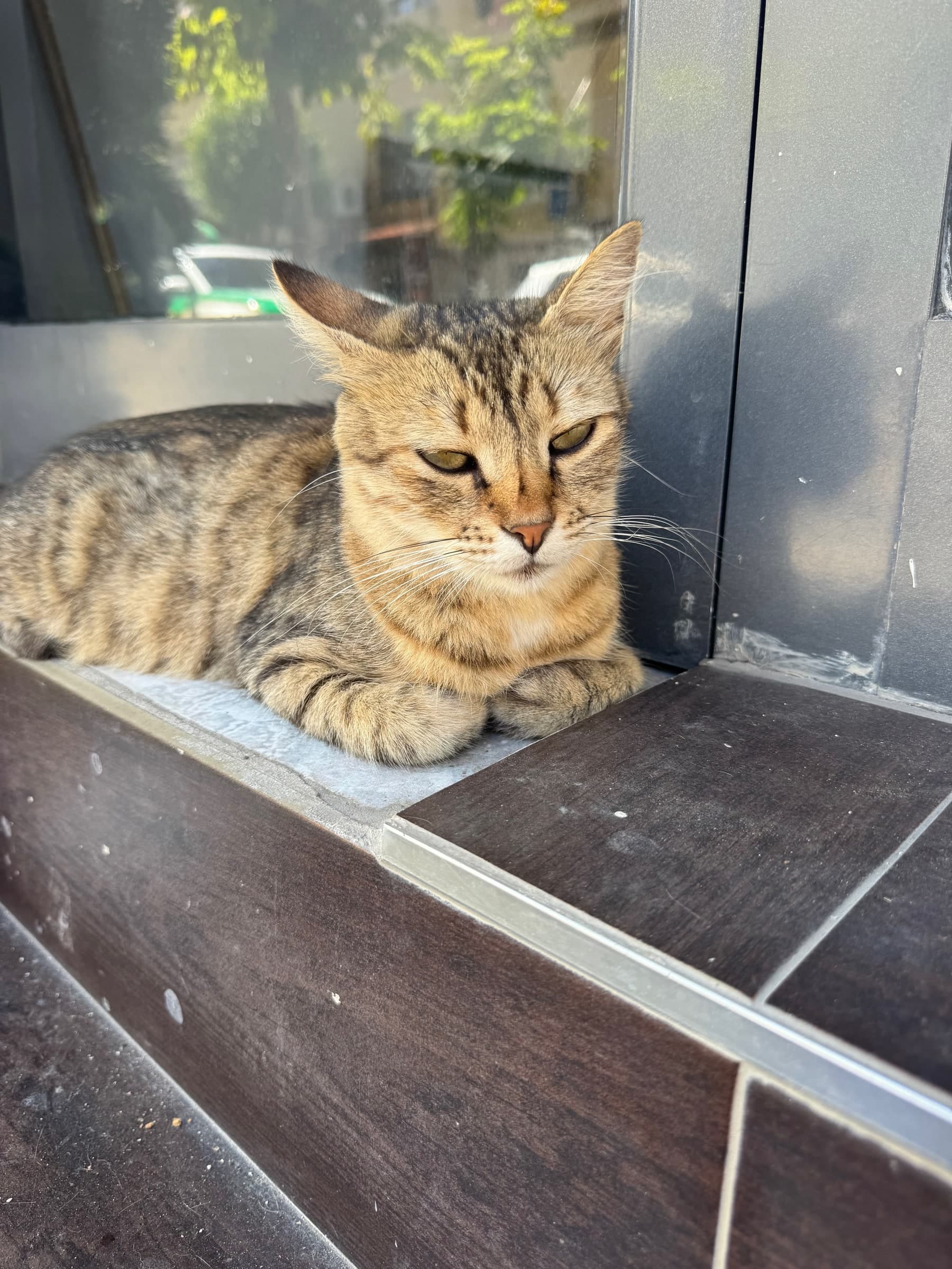 Tabby