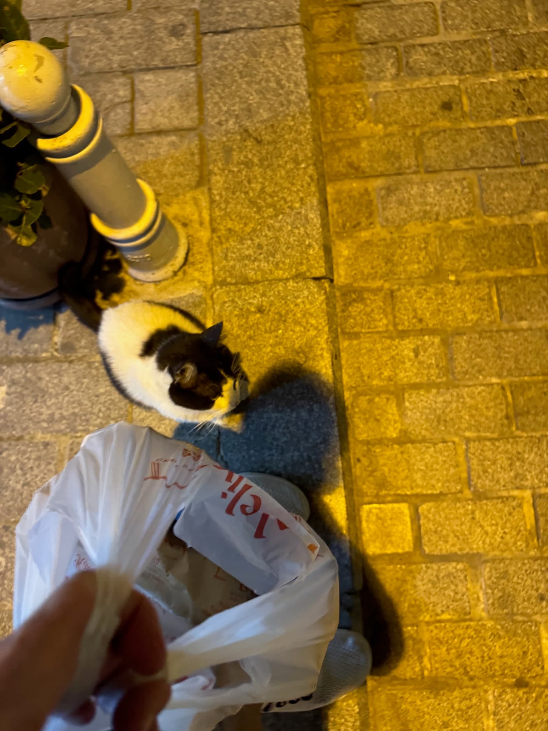 Cats