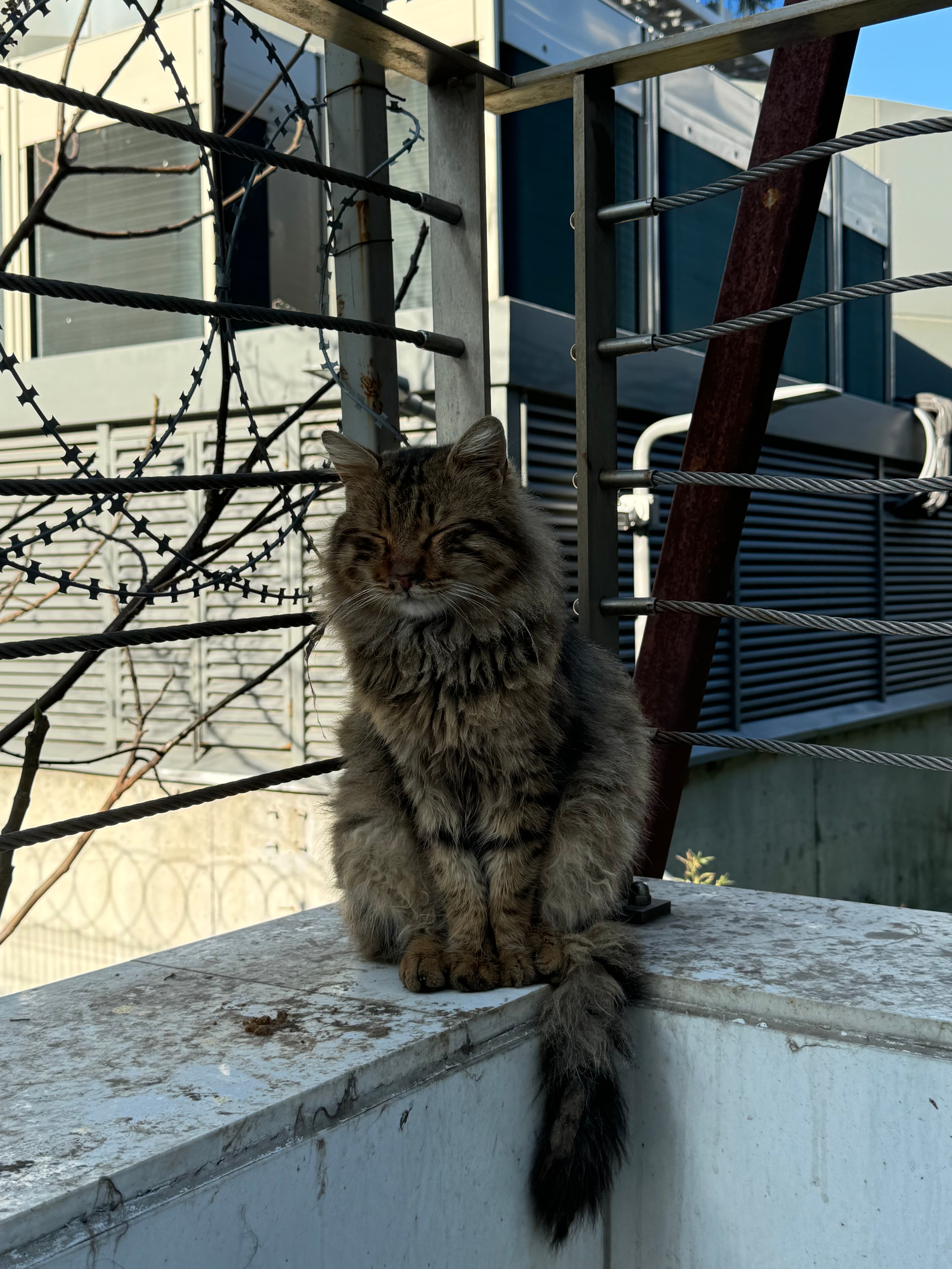 Gray tabby
