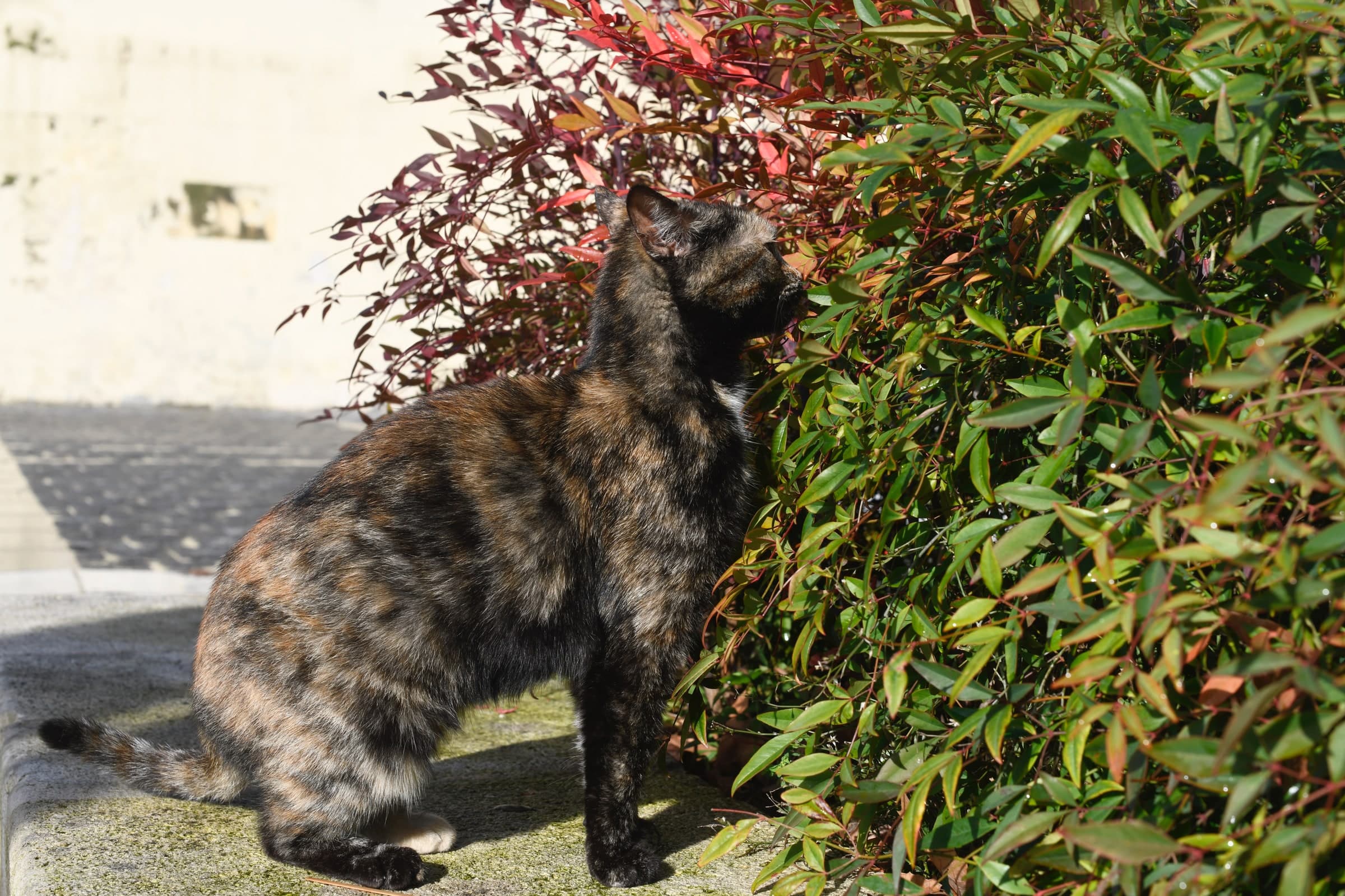 Tortoiseshell
