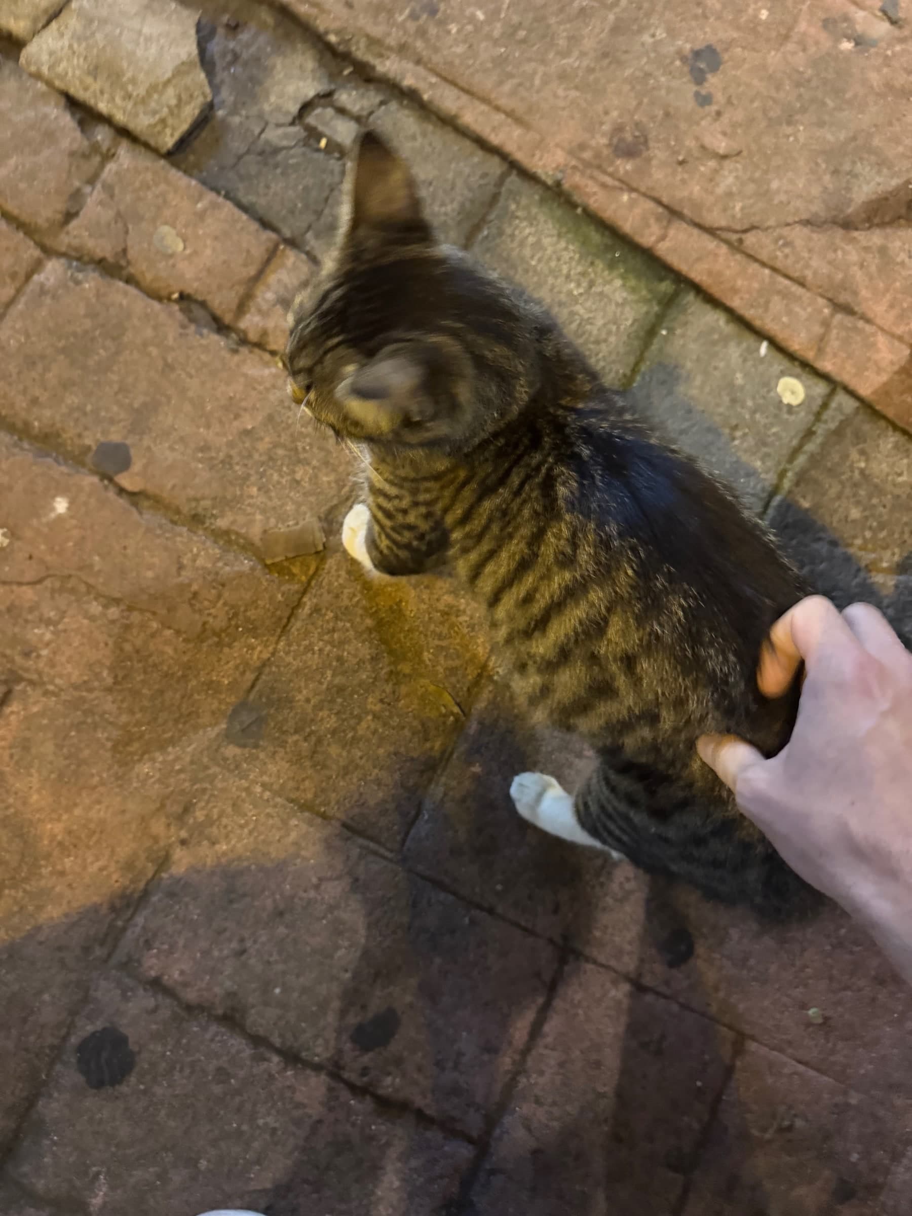 Tabby