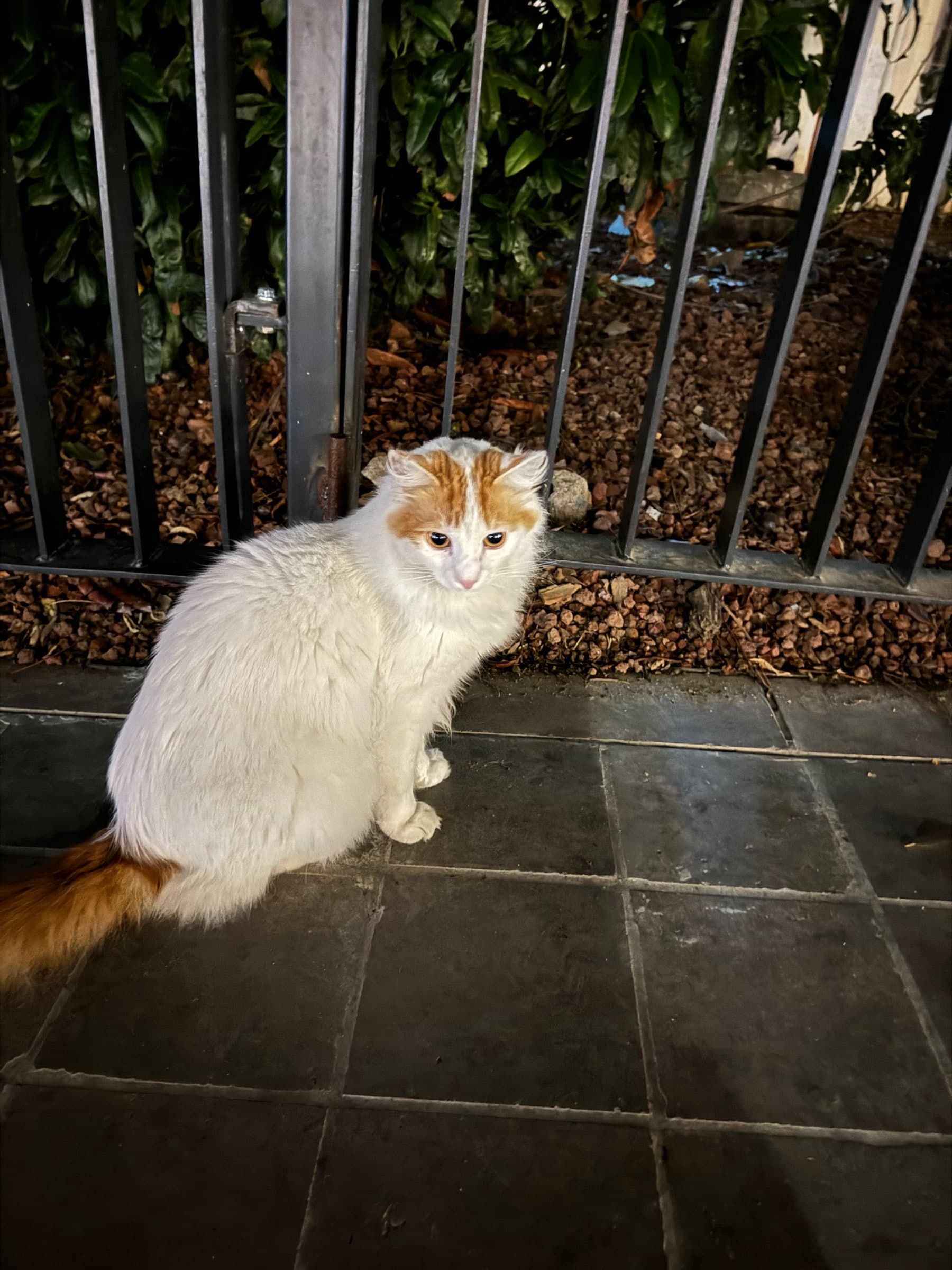White cat