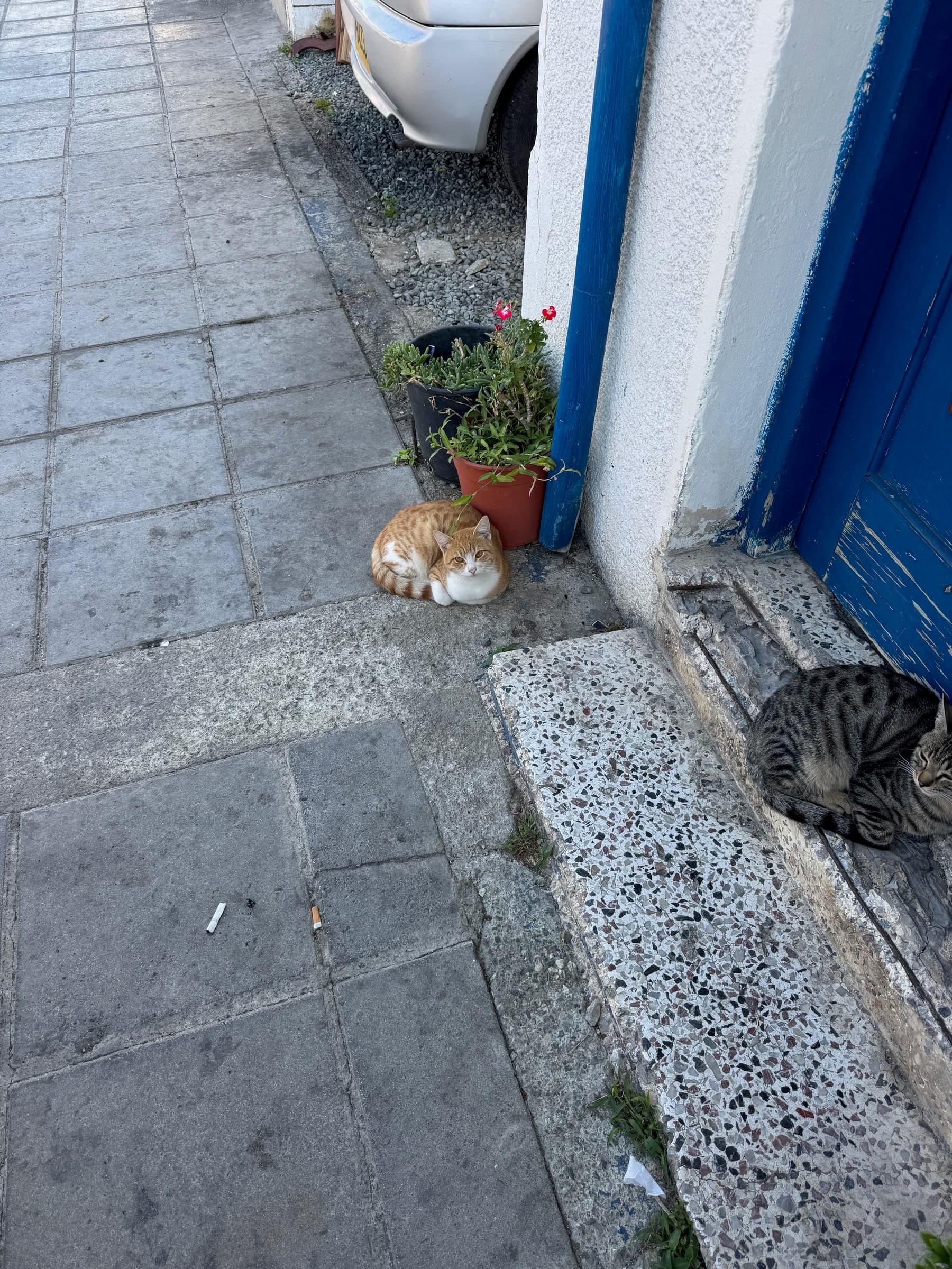 Cats