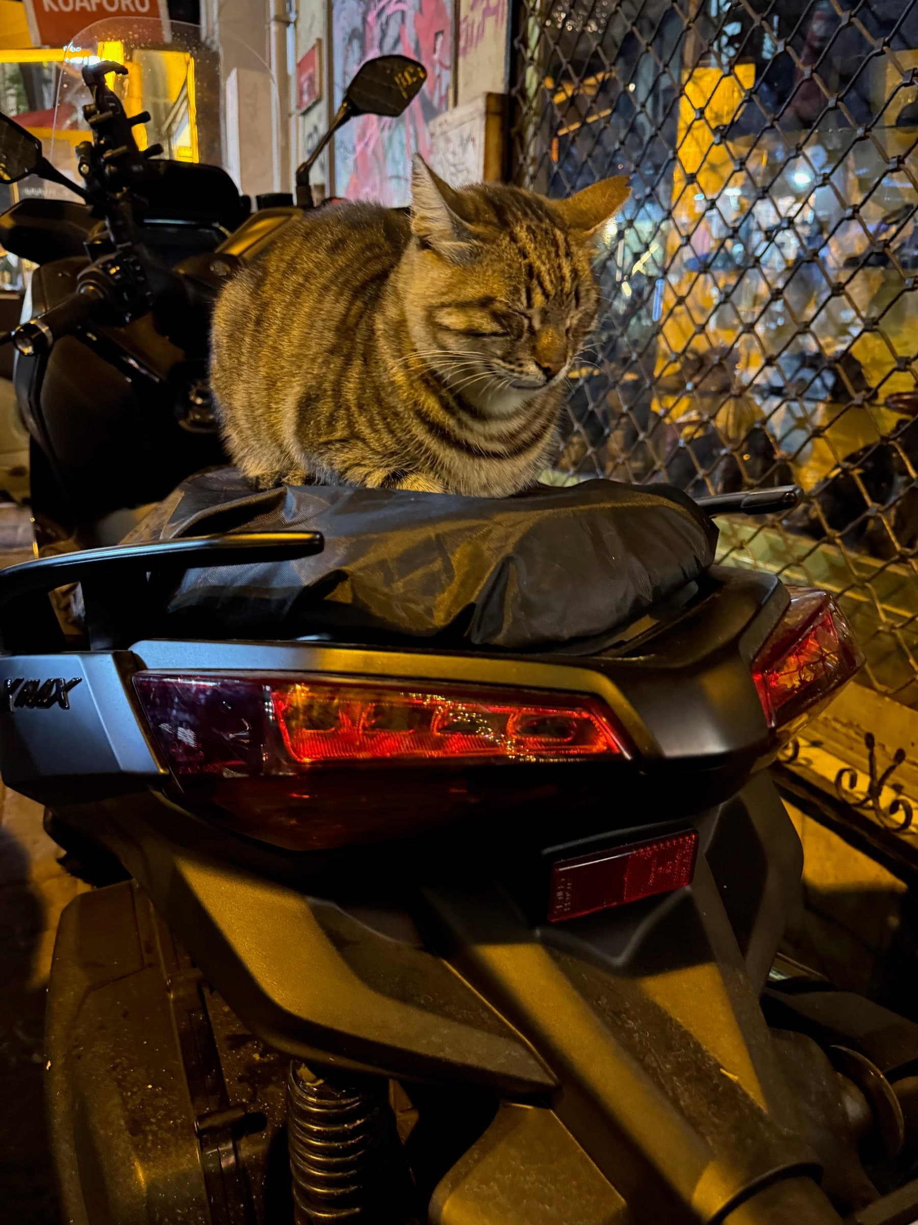 Tabby