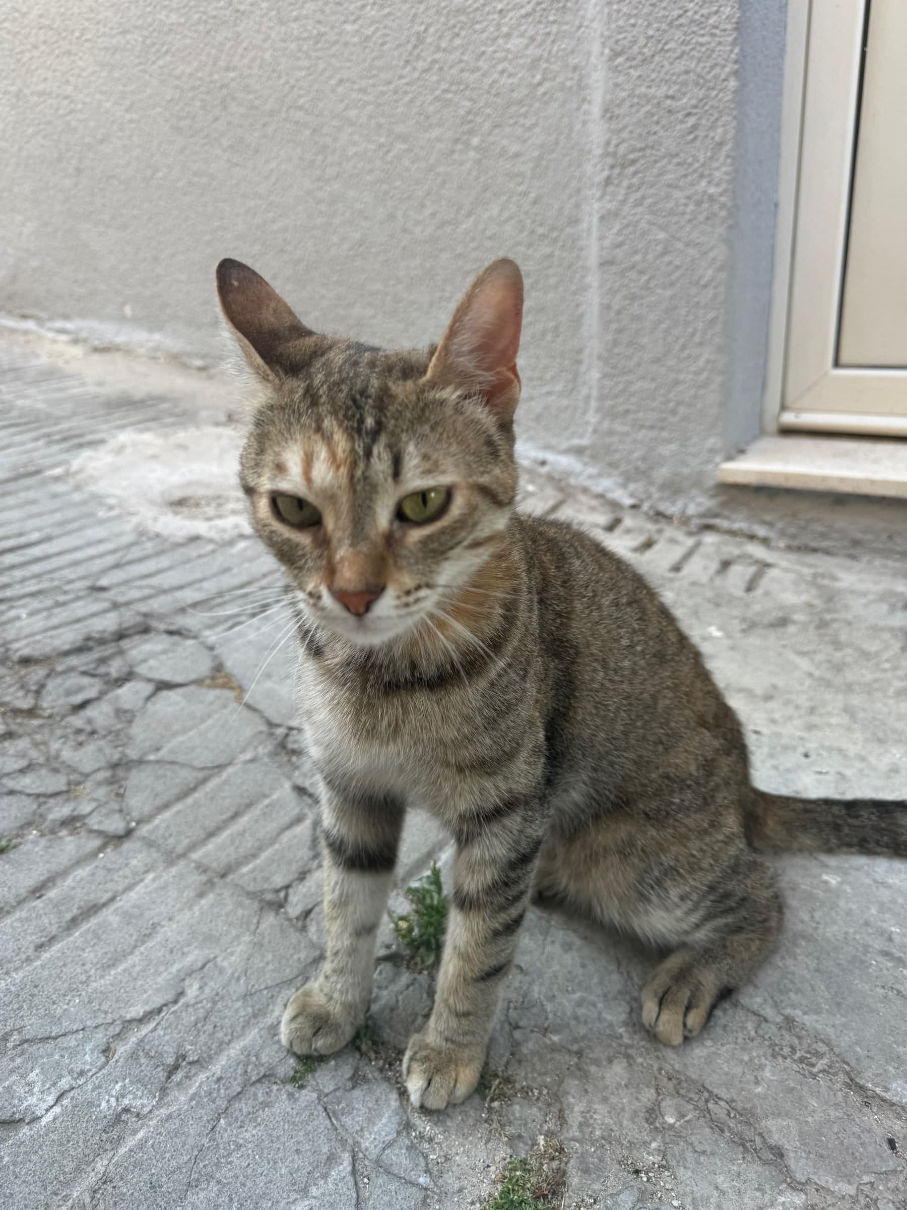 Tabby