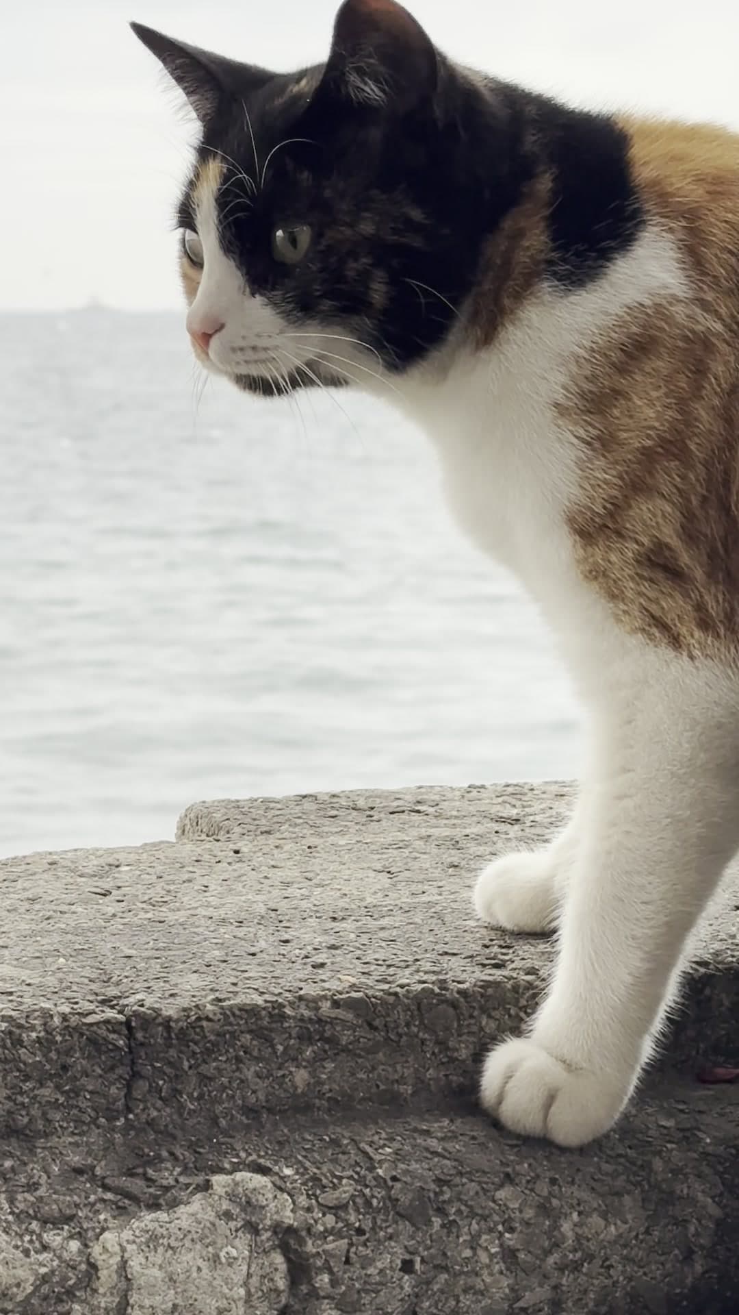 Calico cat