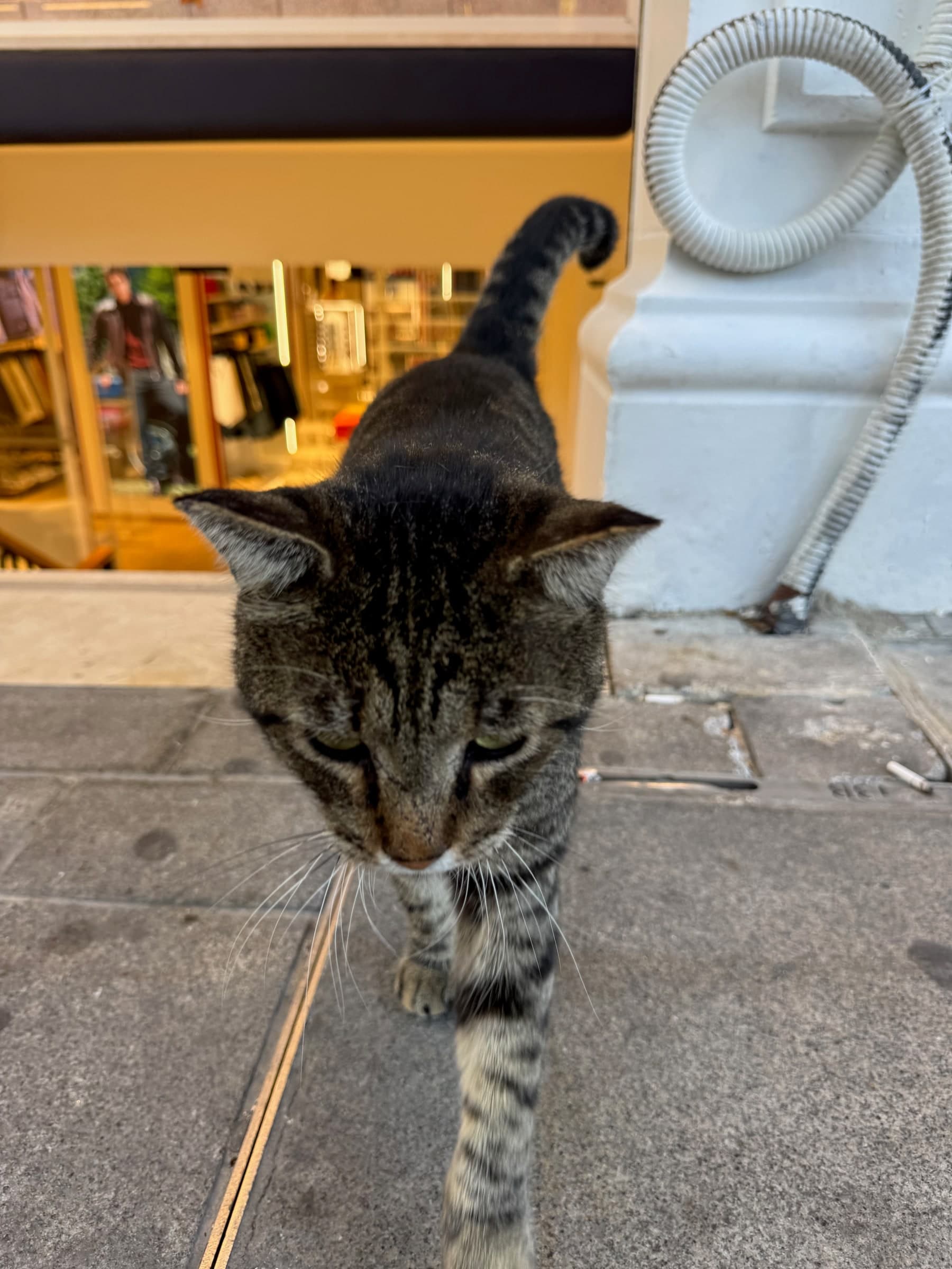 Tabby