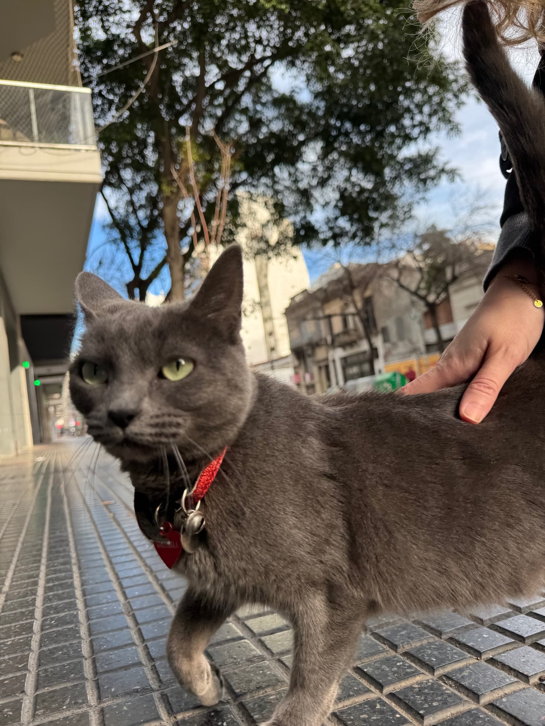 Gray cat