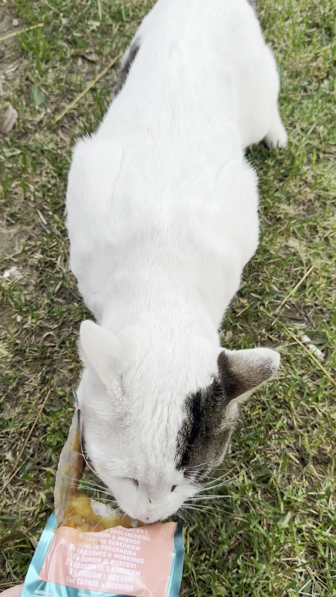 White cat