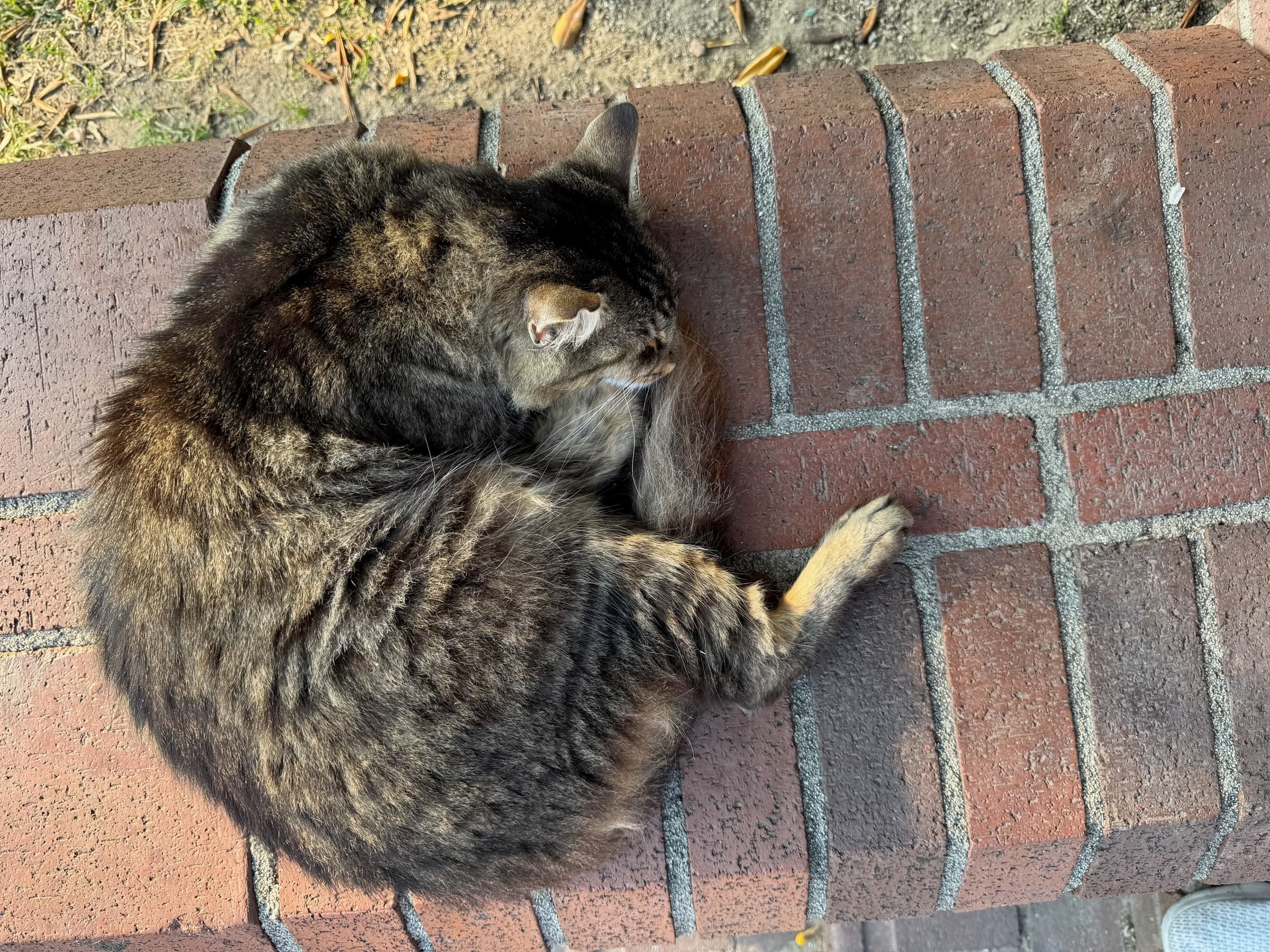 Tabby