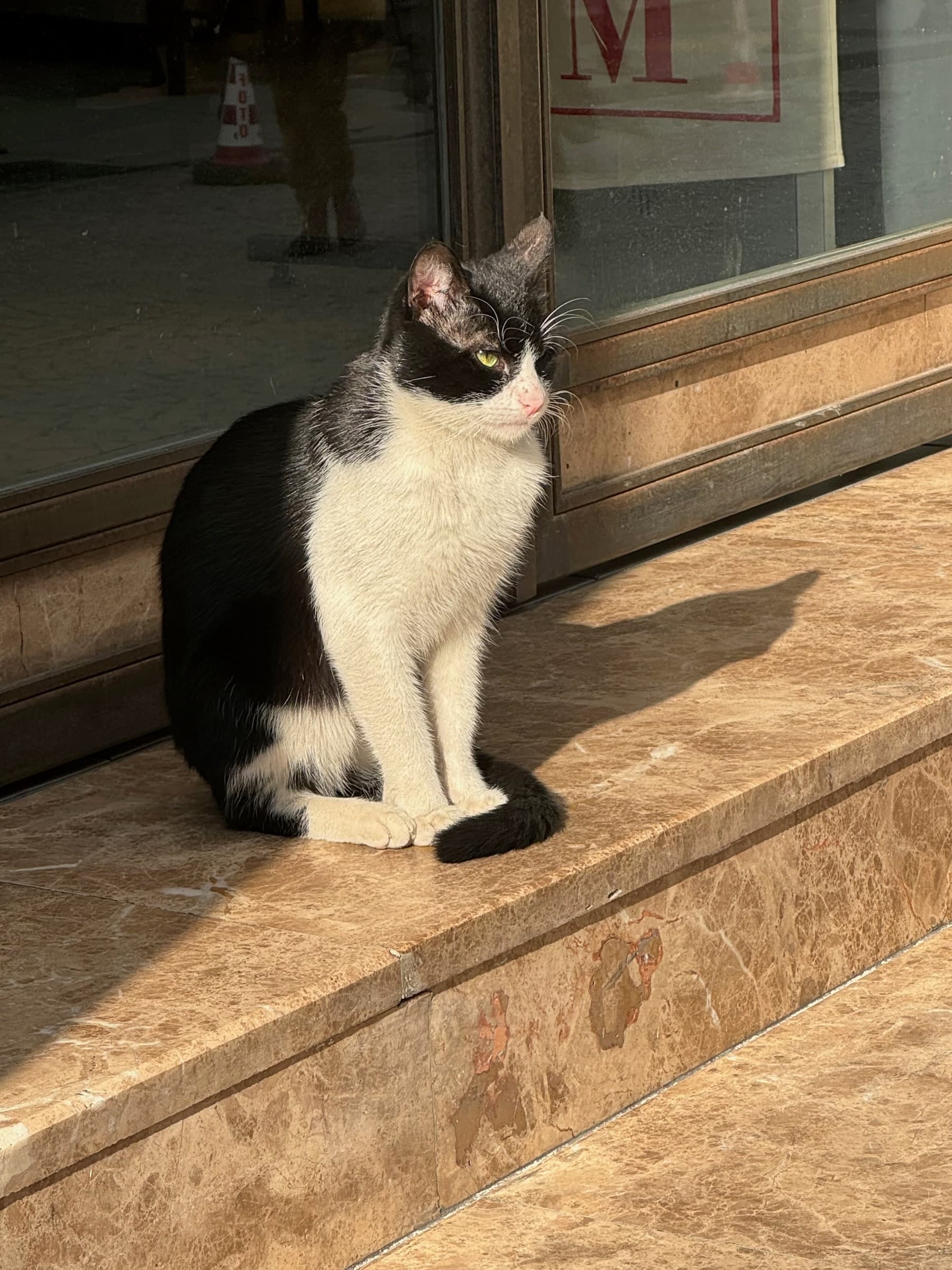 Tuxedo cat