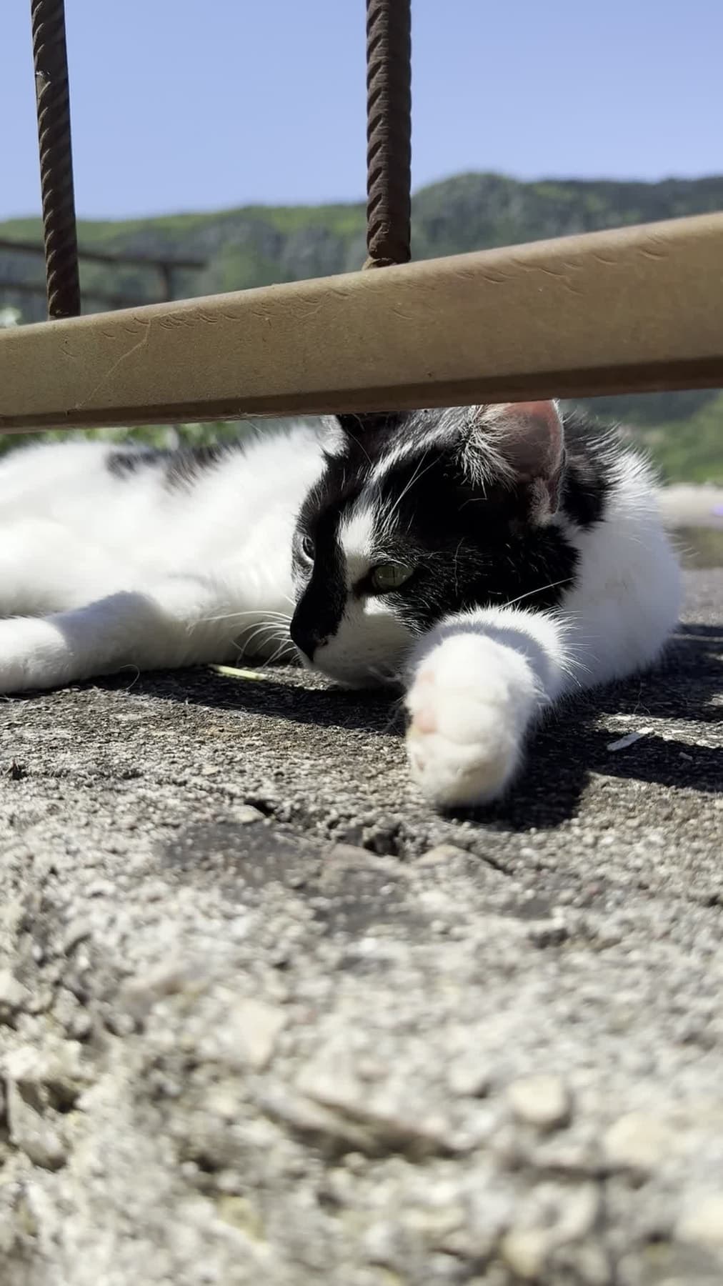 Black-and-white cat