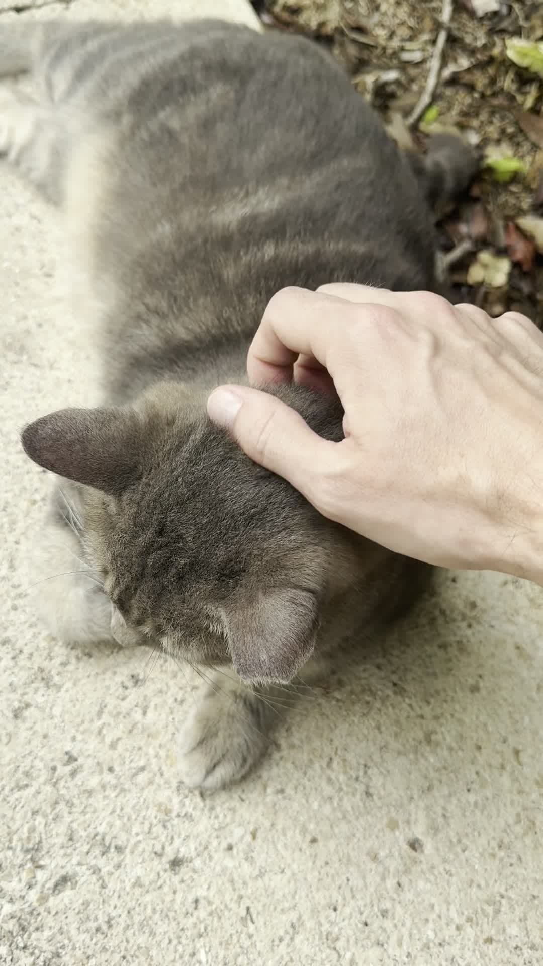 Grey tabby
