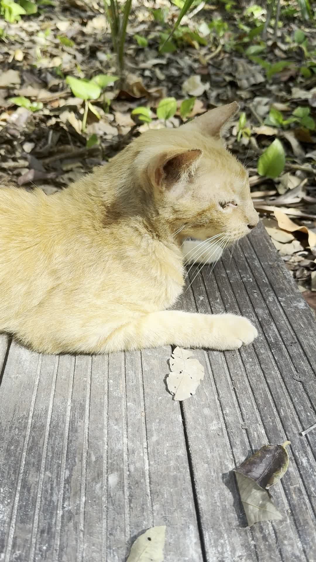 Cream cat