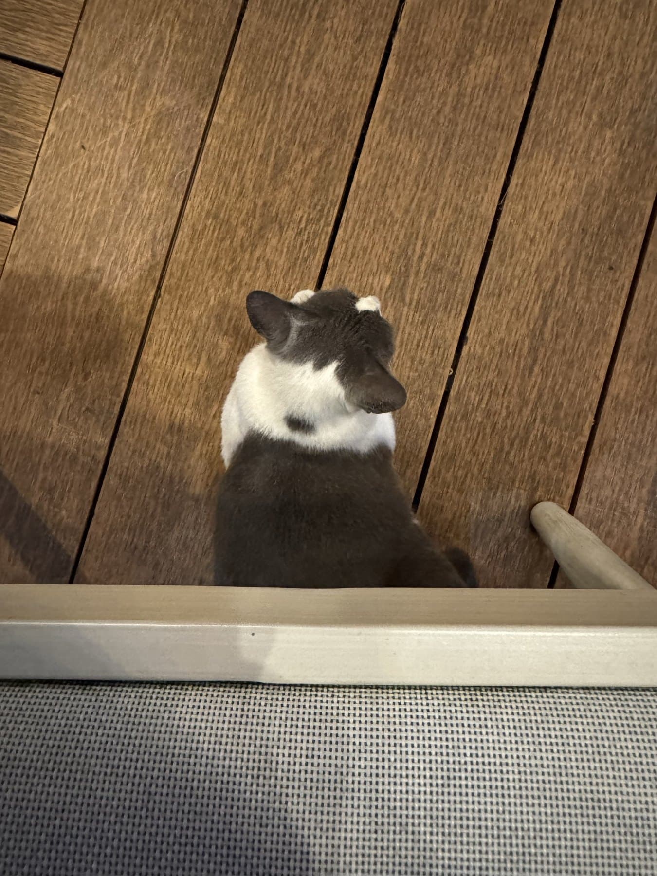 Tuxedo cat