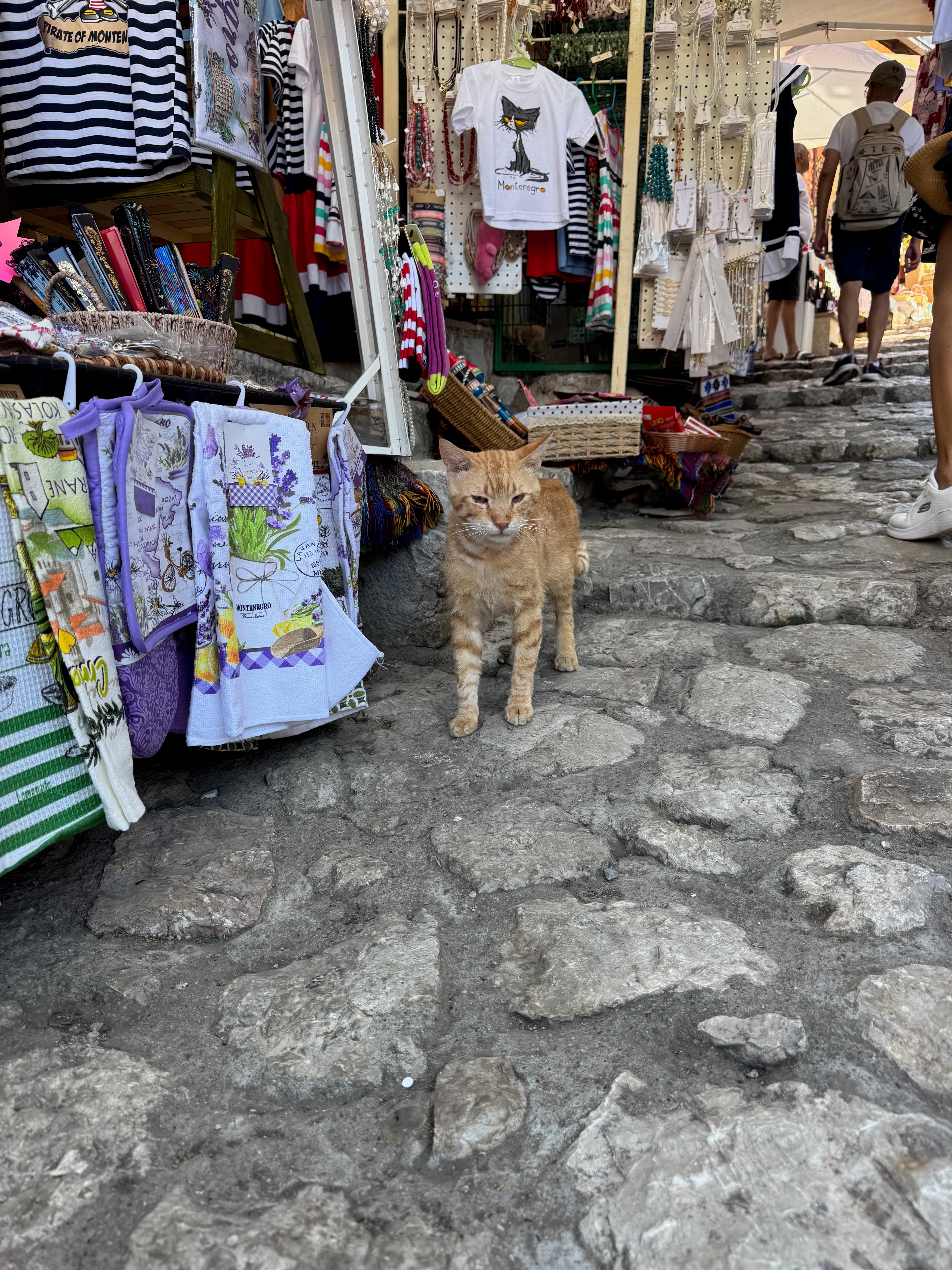 Orange tabby