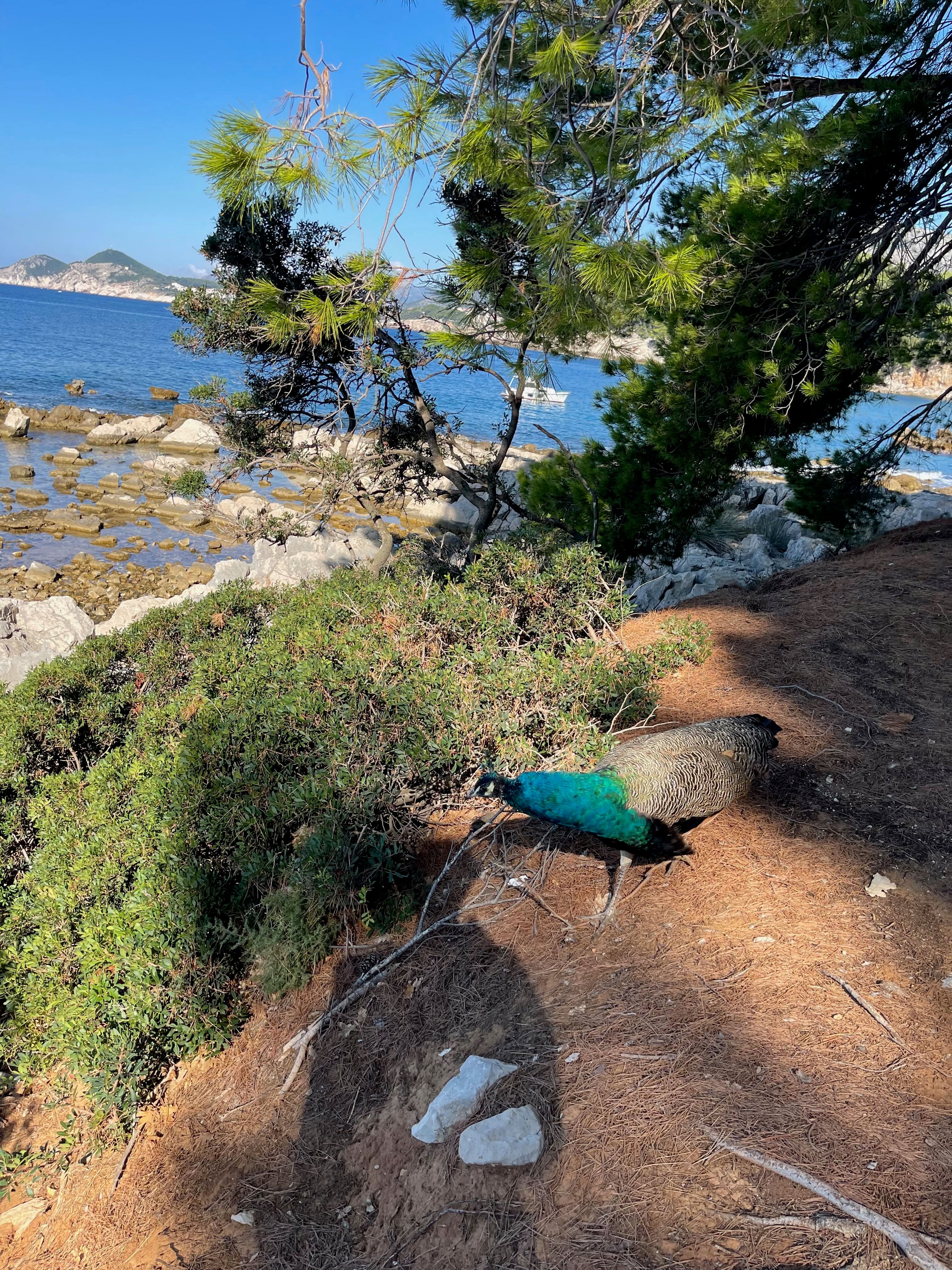 A peacock on the rocky coast of Lokrum island, near Dubrovnik