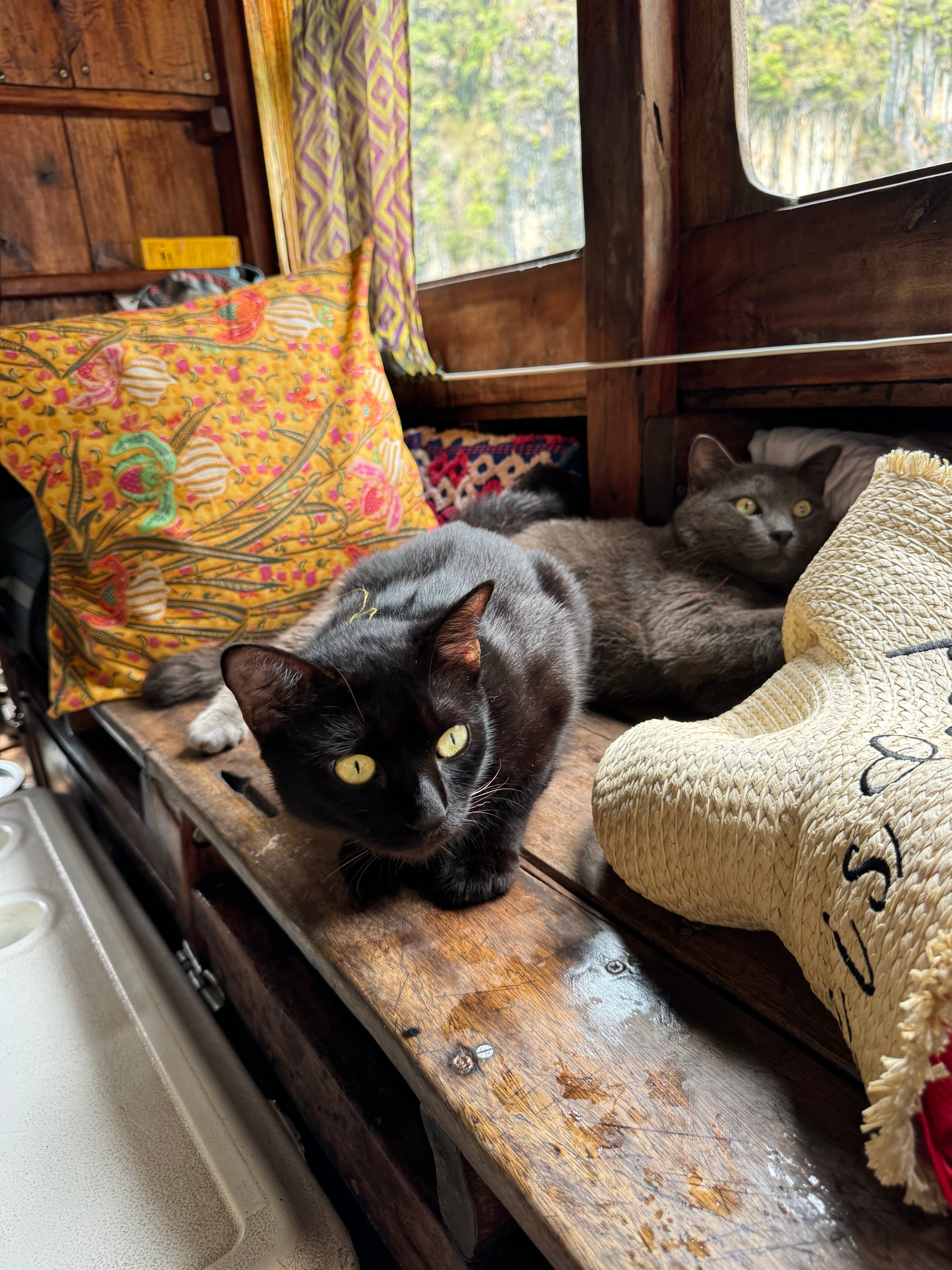Boat cats