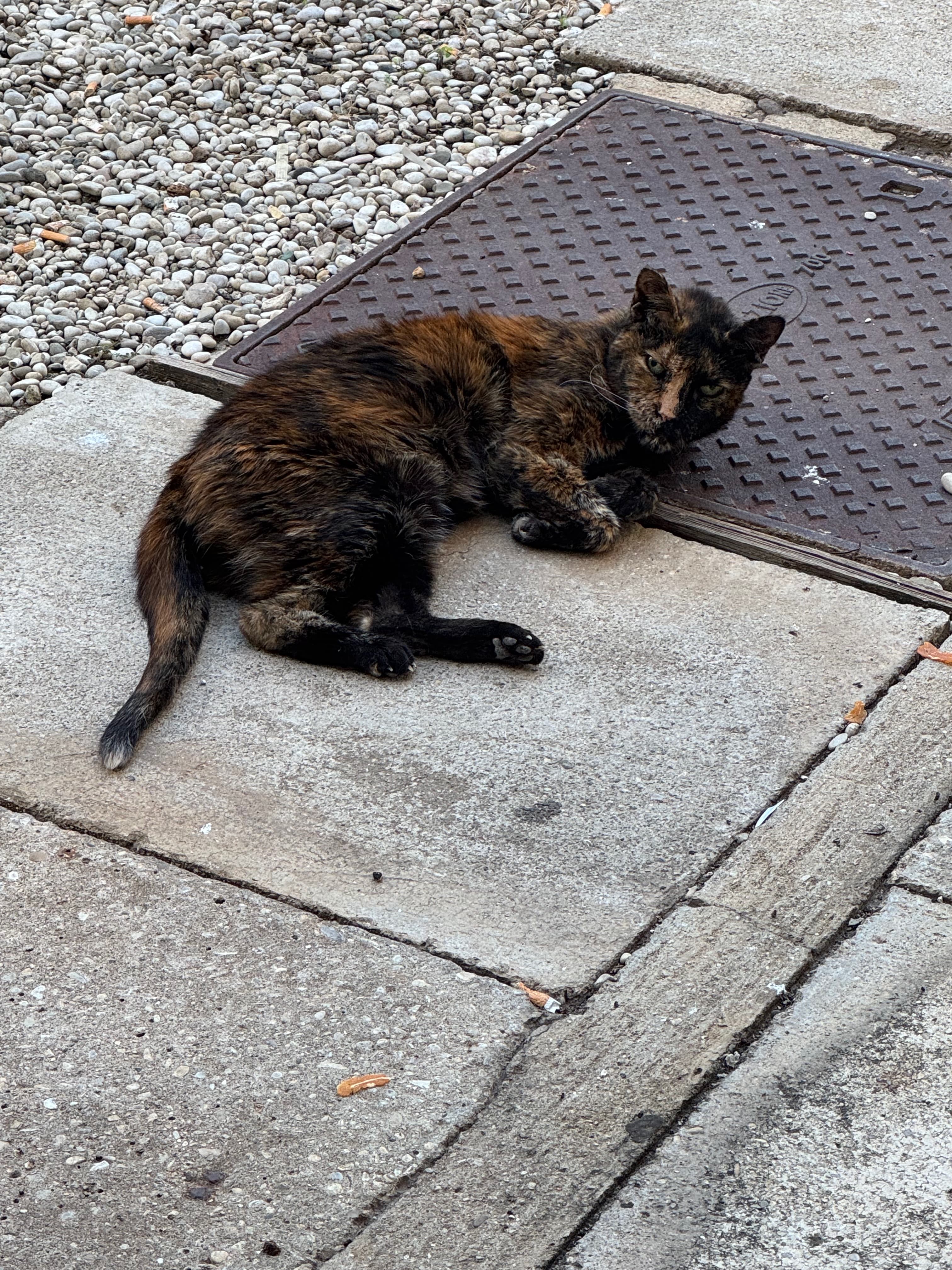 Tortoiseshell bookstore cat