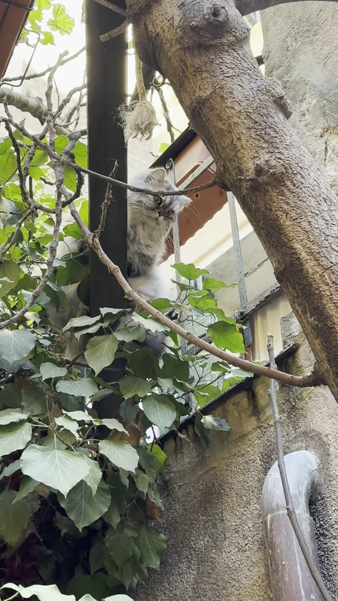 Long-haired bookstore cat