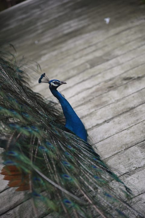 KL Bird Park