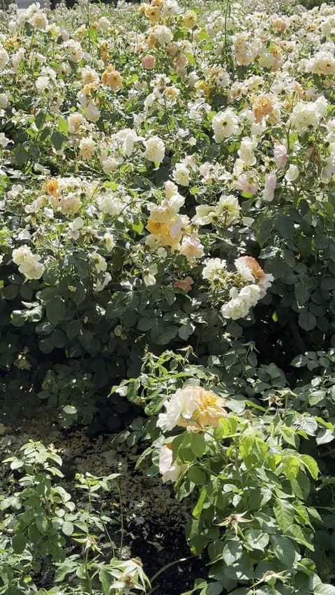 Rose Garden
