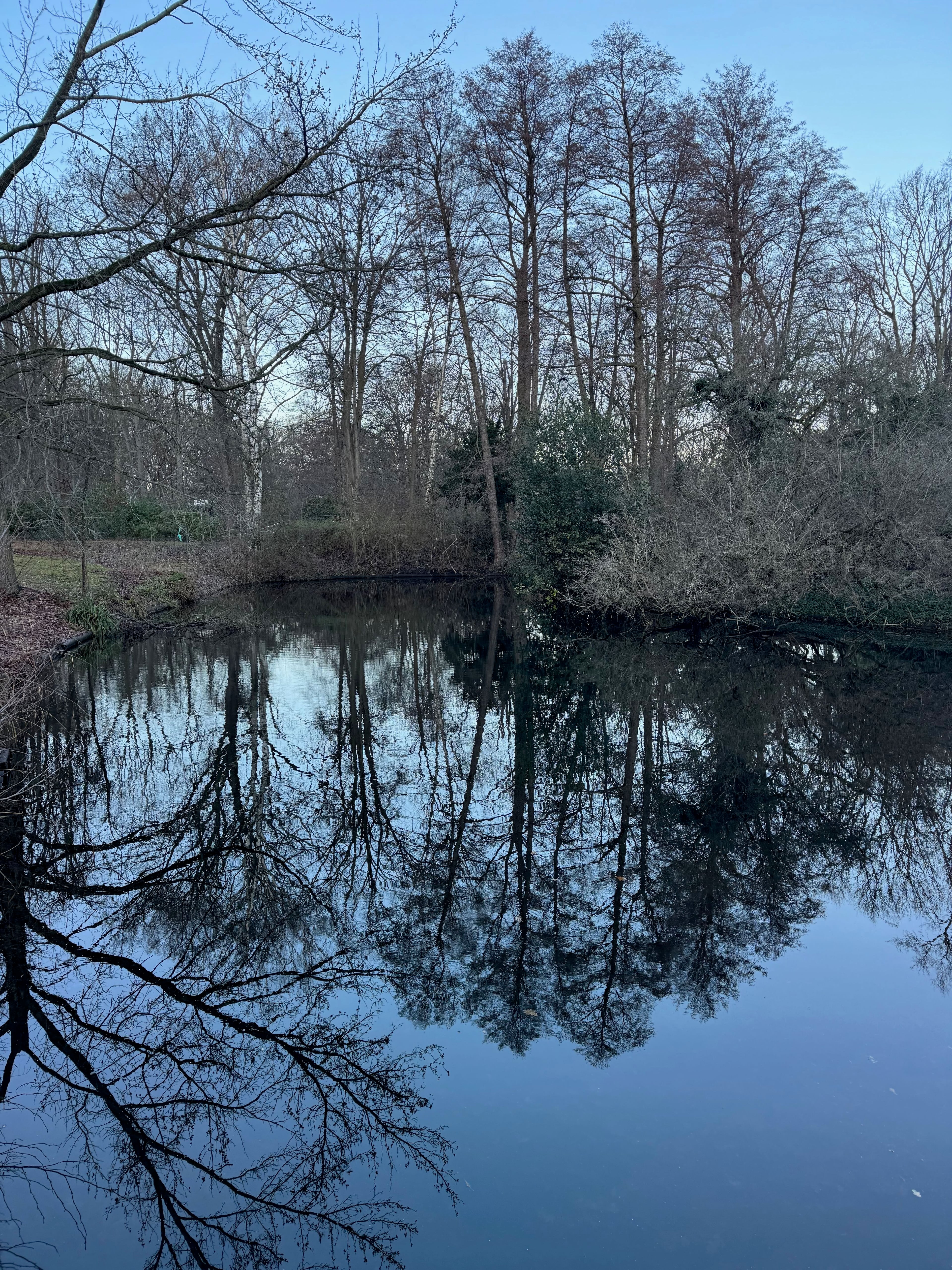 Bare trees reflected on a winter pond in a Berlin park